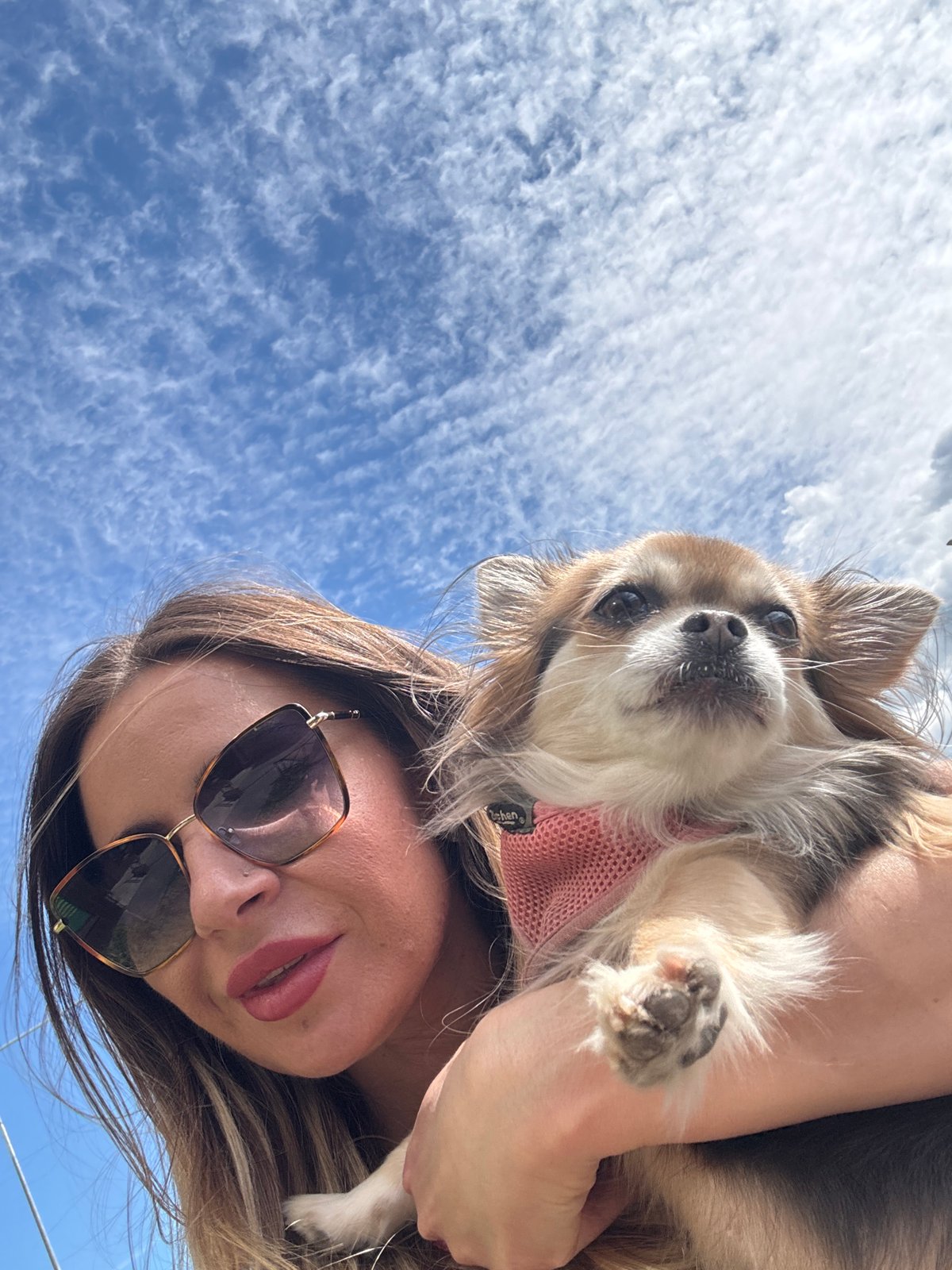 Chihuahua selfies and street scenes on a sunny Saint Petersburg afternoon