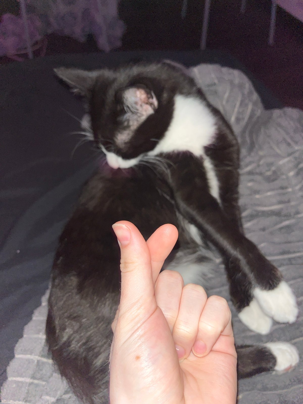 Cat observed grooming and resting in Saint Petersburg
