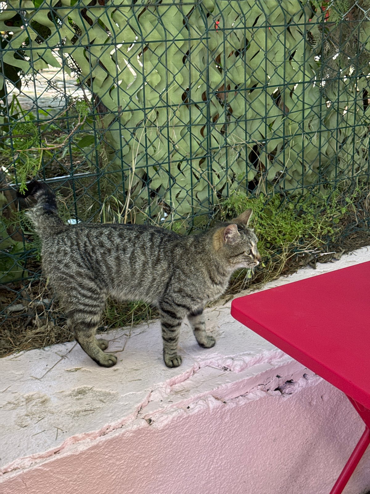 Breakfast at glass-roofed Tbilisi cafe with resident tabby cat