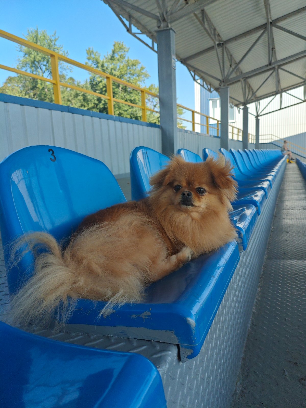 Pomeranian relaxing across blue stadium seats in Kremenchuk