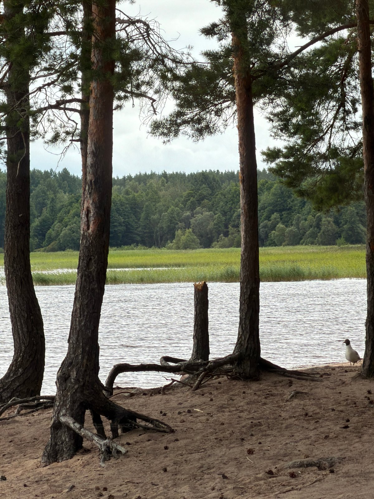 Lakeside stop in Russian pine country, mug on the dash