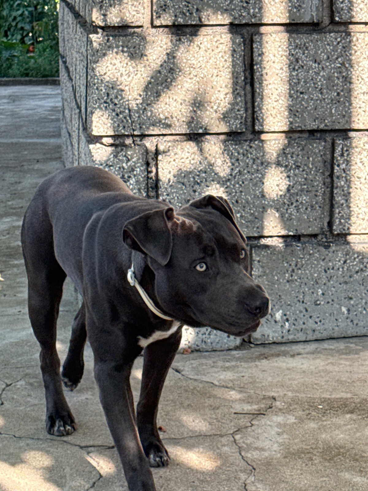 Pit bull type dog explores a backyard in Tvarditsa, Bulgaria