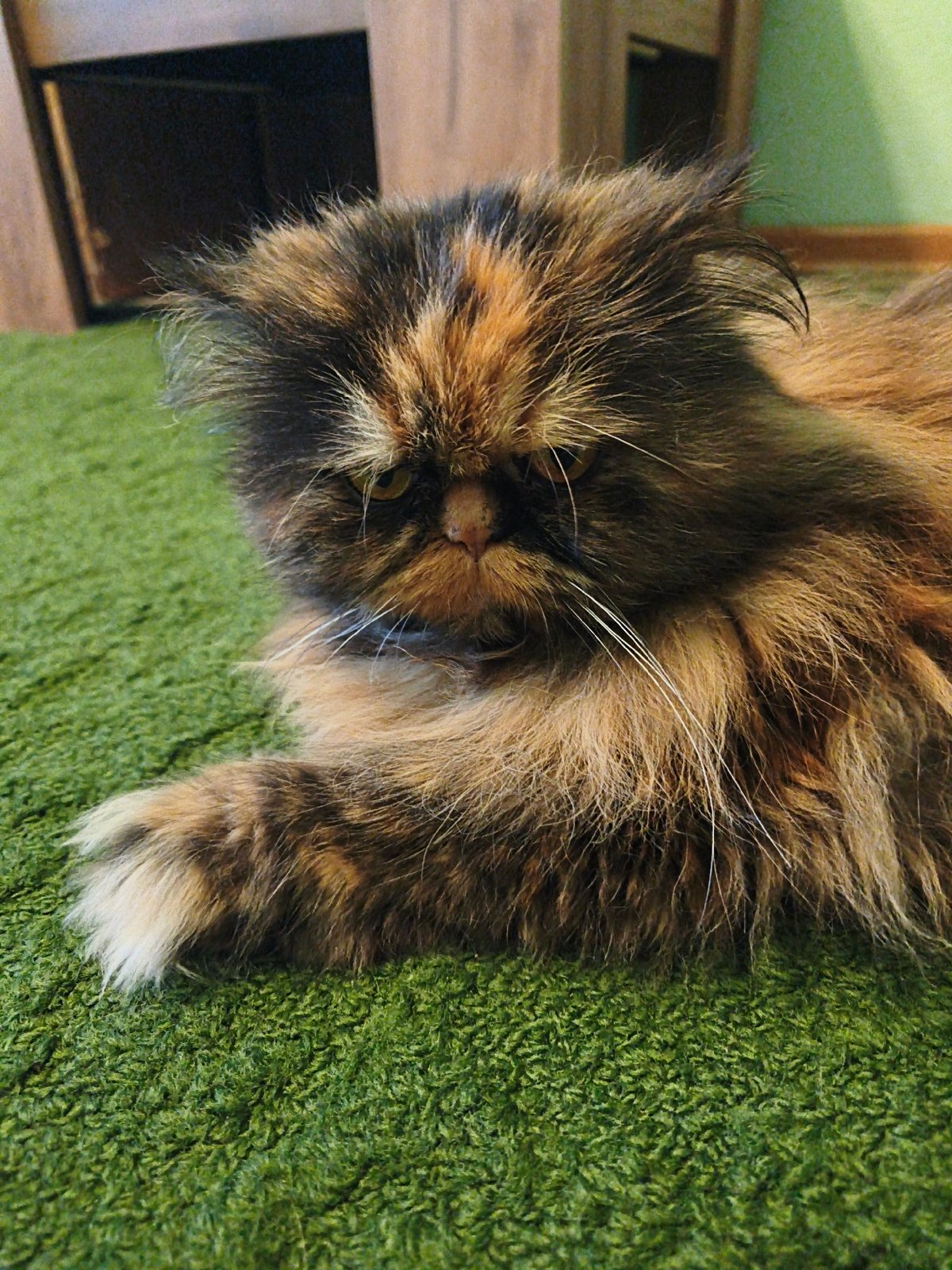 Tortoiseshell cat relaxing on green carpet, multiple angles
