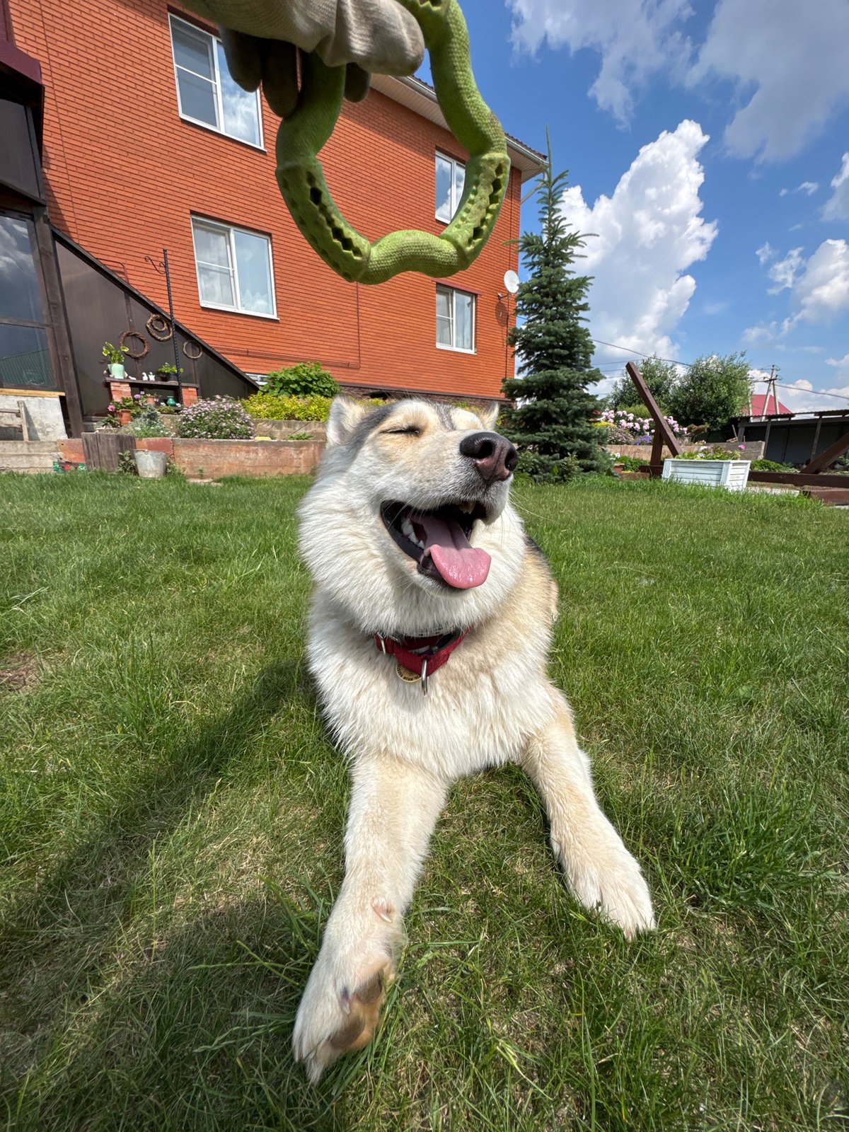Husky playtime in Perm backyard with rope toy
