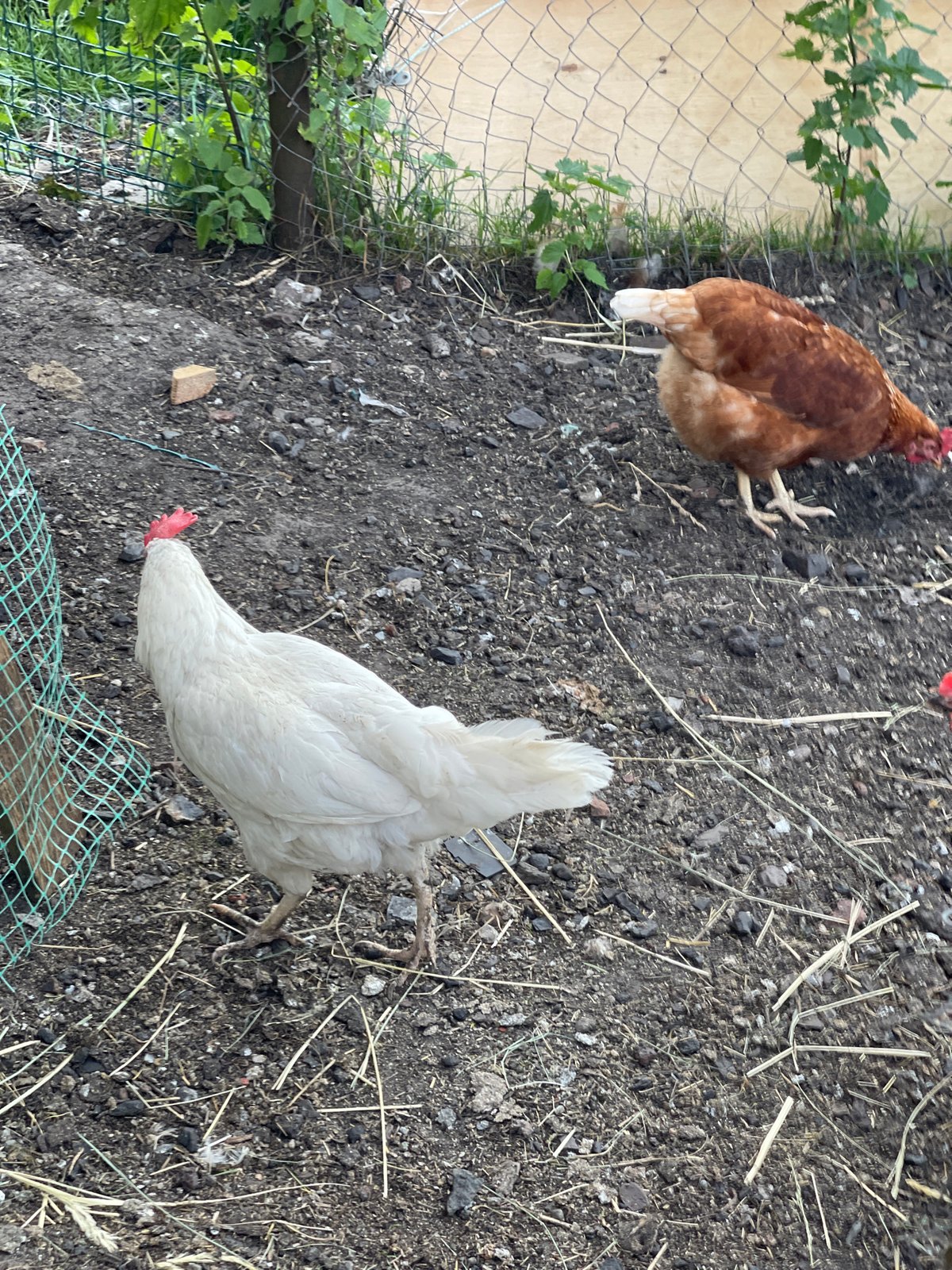 Farm animals and afternoon downtime in rural Zarechny