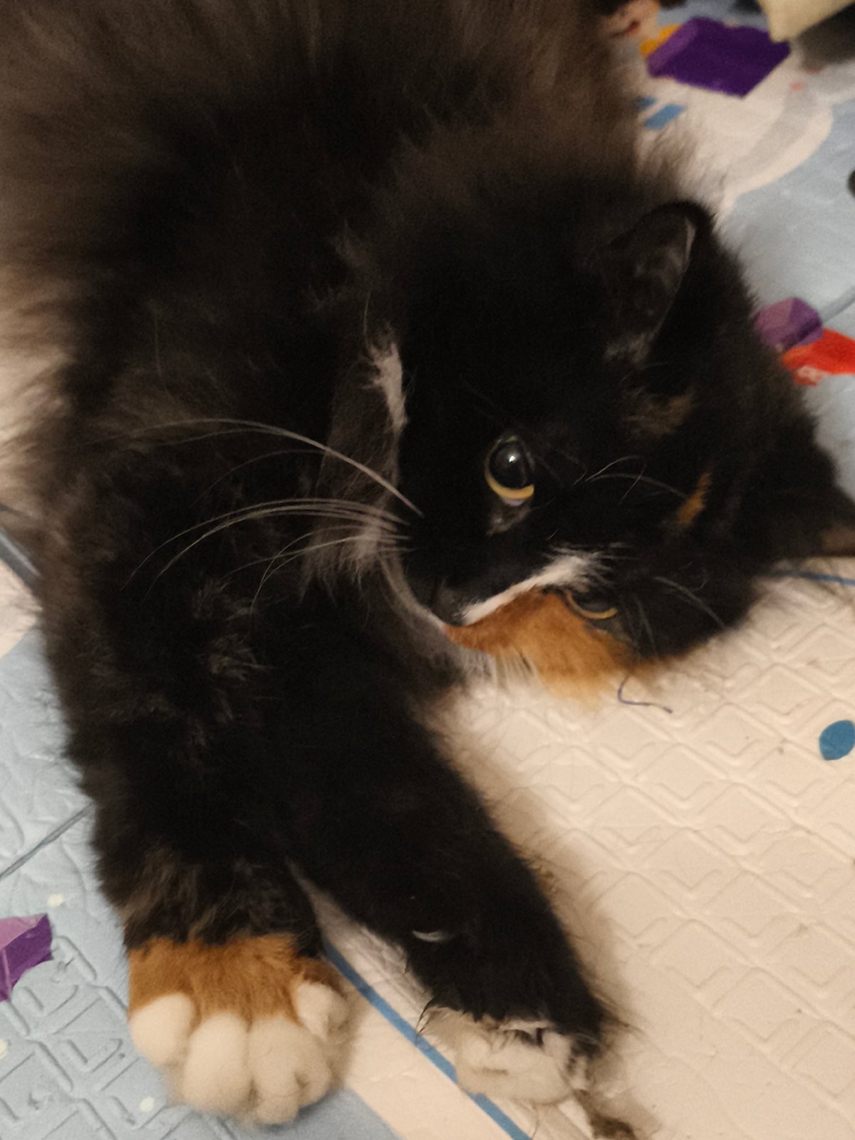 Pets, a baby, and daily life in Chaikovsky, Russia