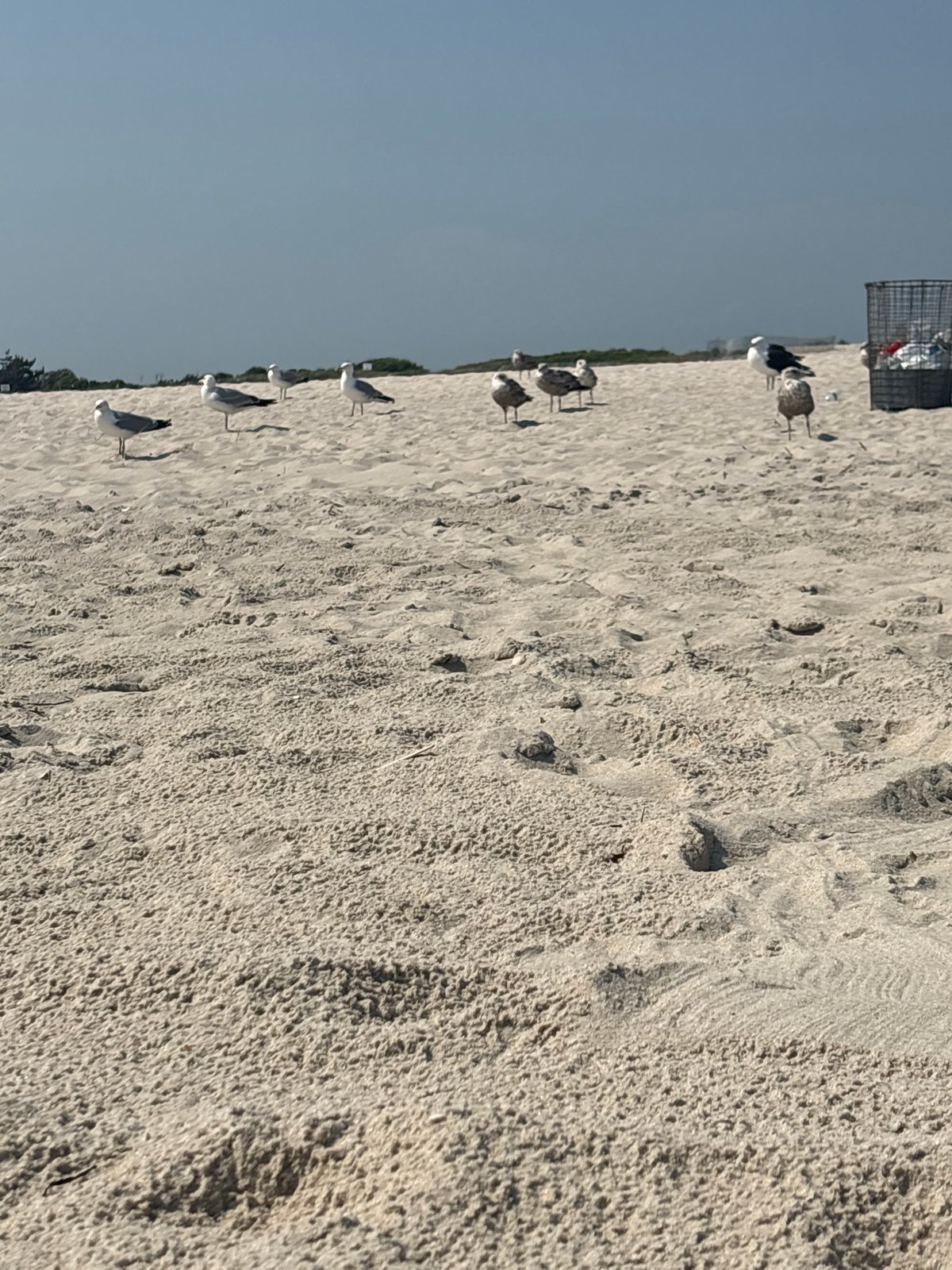 Afternoon at the beach: sand, waves, and seagulls