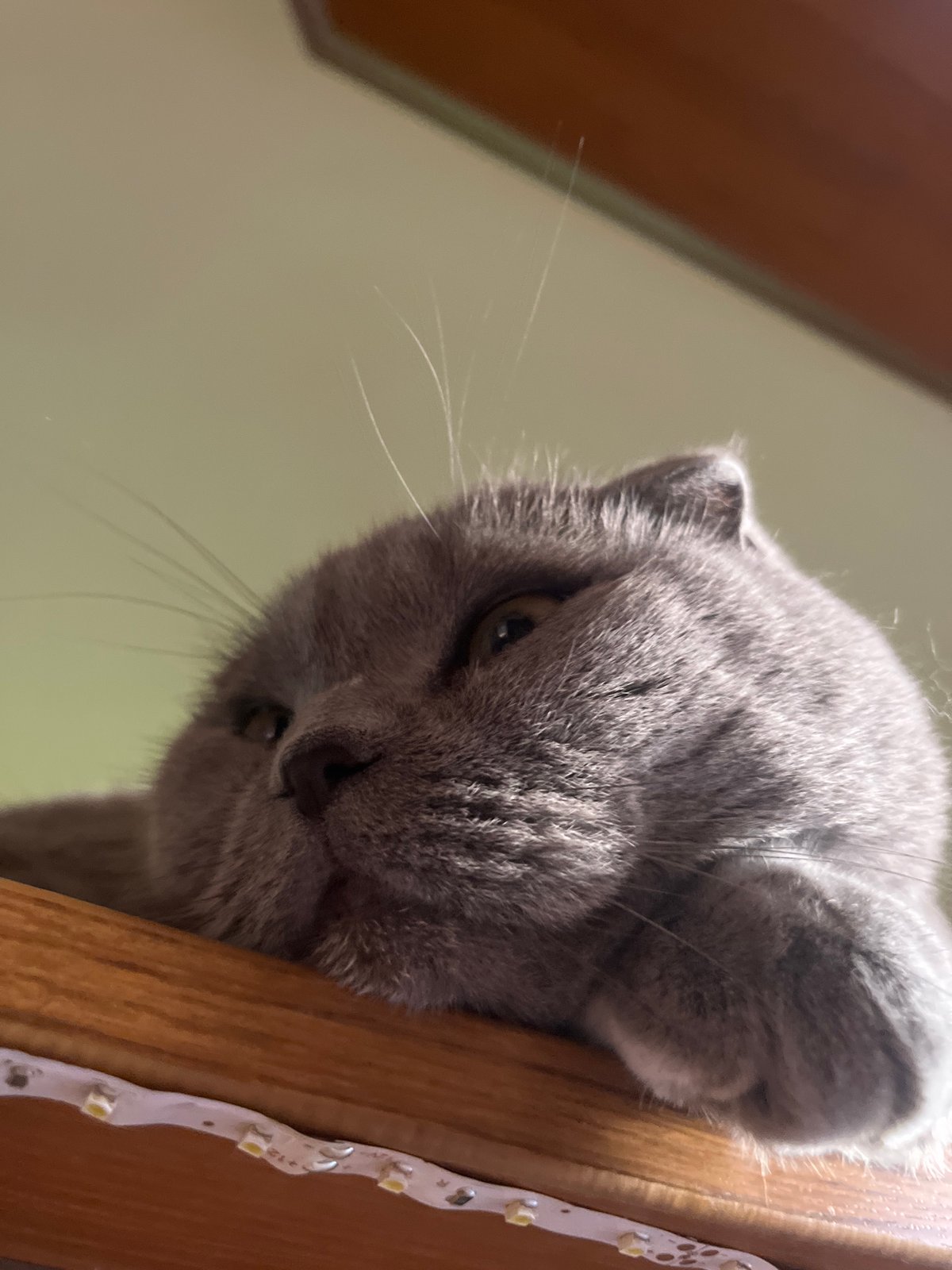 Scottish Fold cat lounging on wood, Pazardzhik