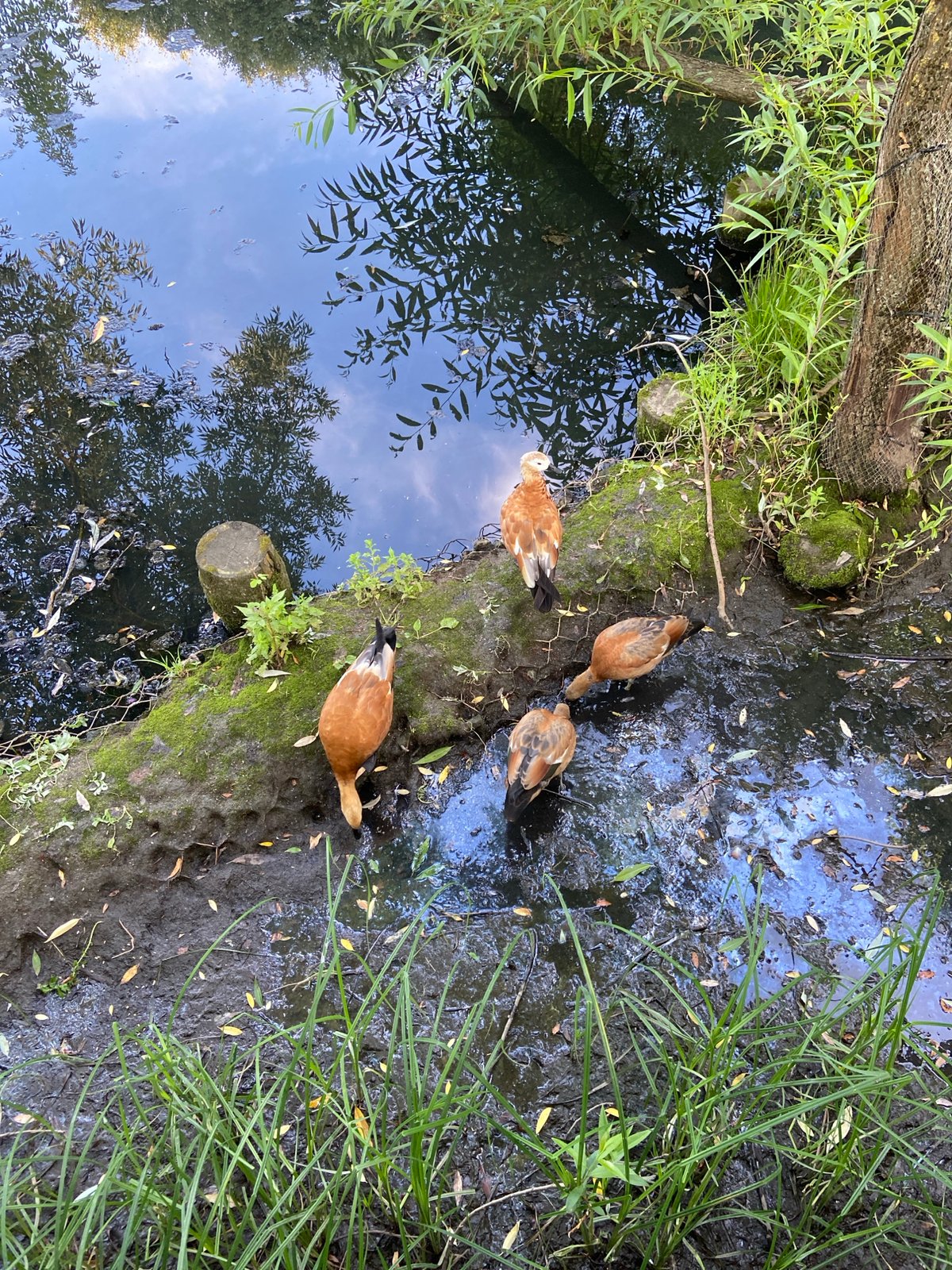 Ruddy shelducks and waterfowl at a Moscow park pond