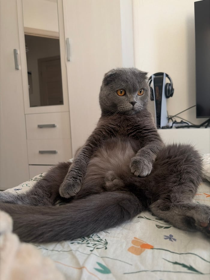 Quiet morning moments with child, cat, and breakfast in Saint Petersburg