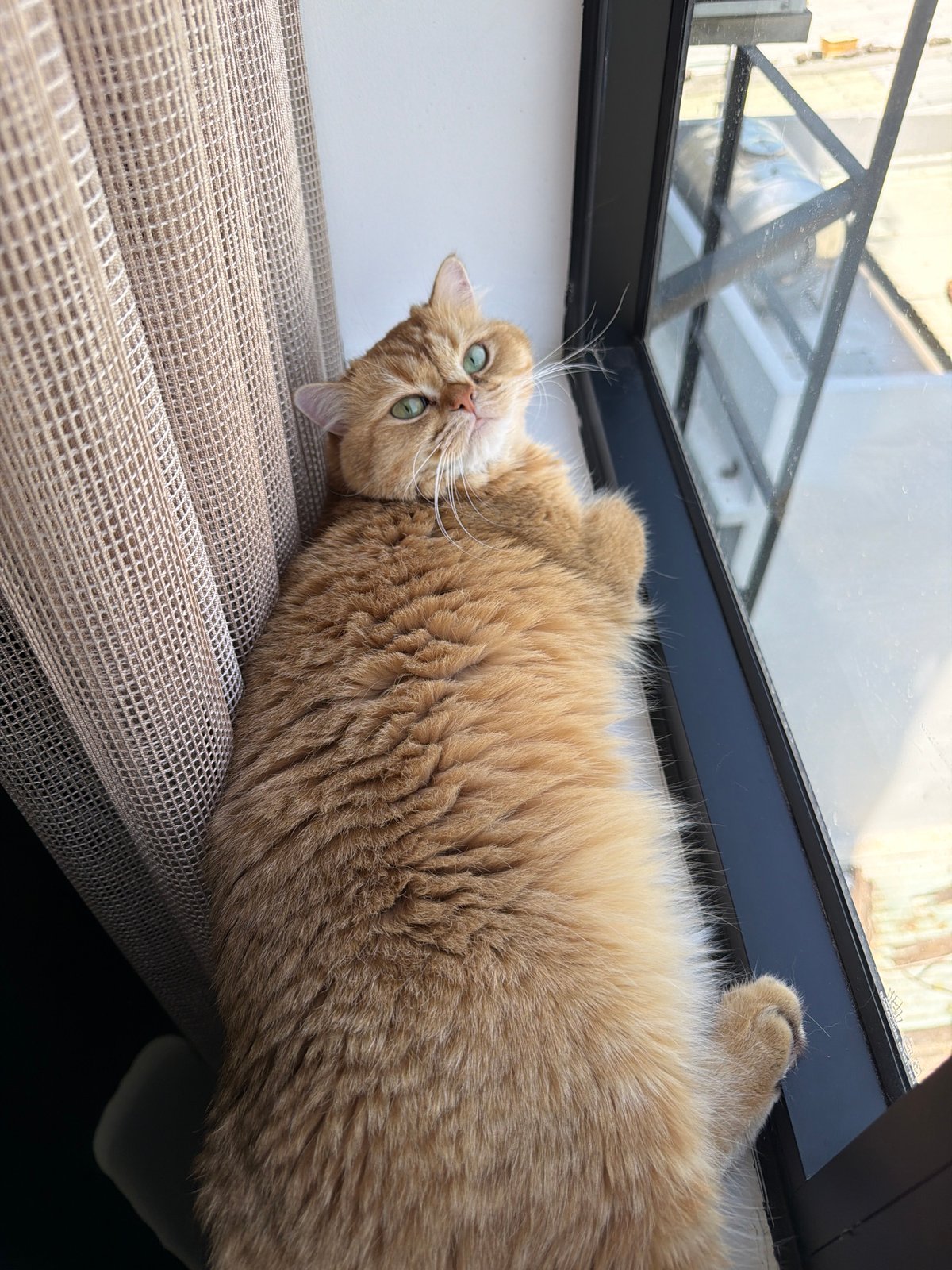 Cat rests upside down near window in Đà Nẵng