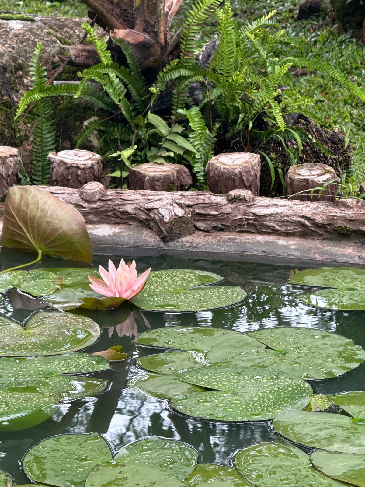 Morning garden pond with water lilies documented in Da Lat