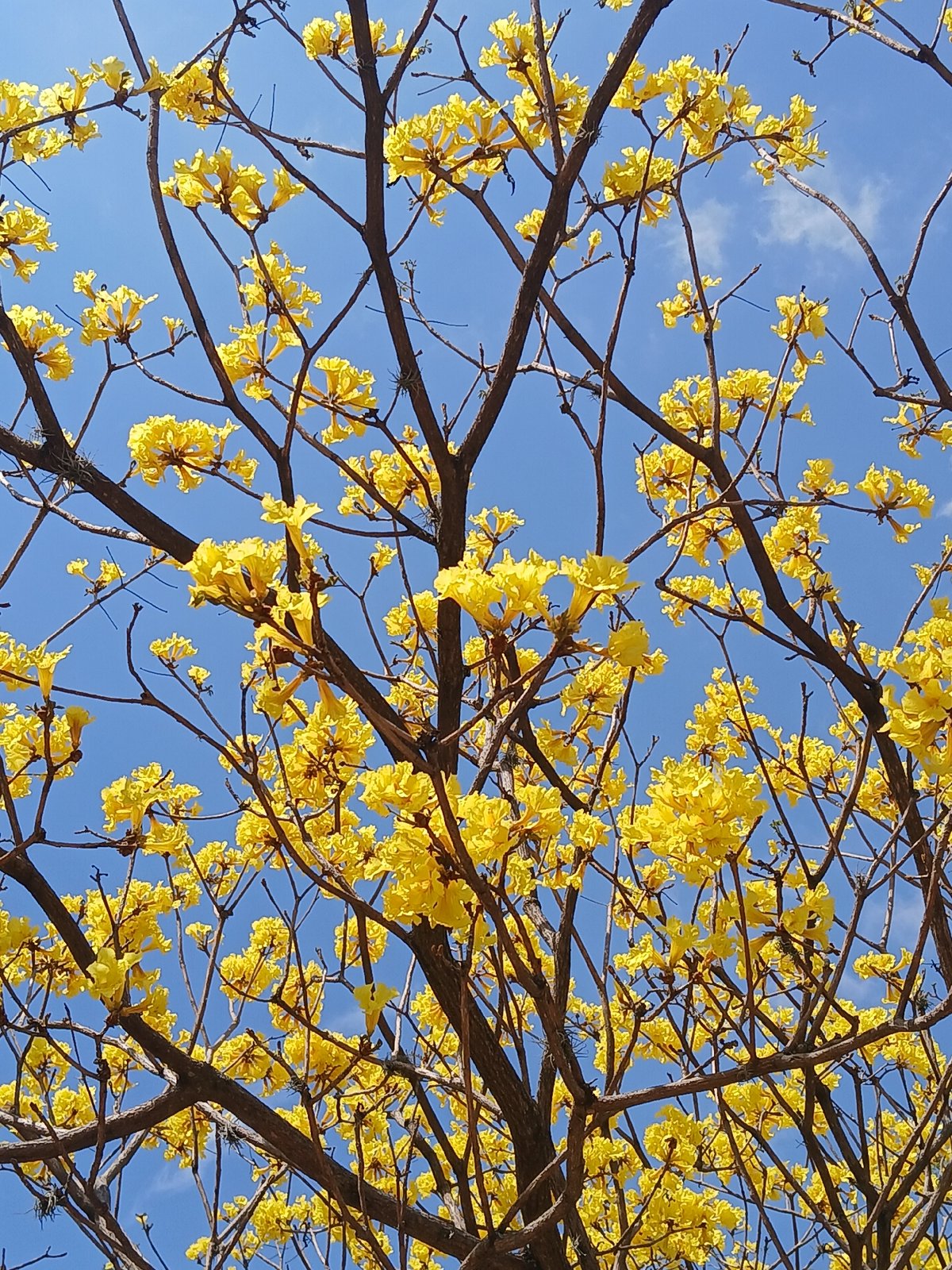 Spring blooms photographed in Venezuelan city street scene