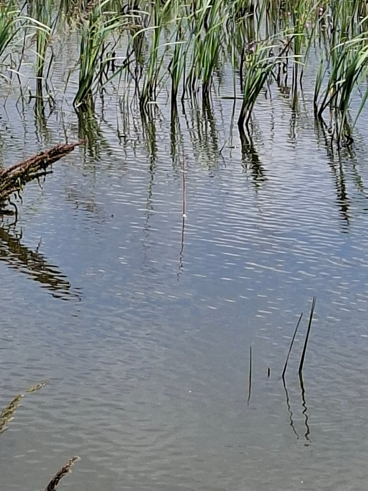 Solar panels, reeds, and cropfields in rural Moldova