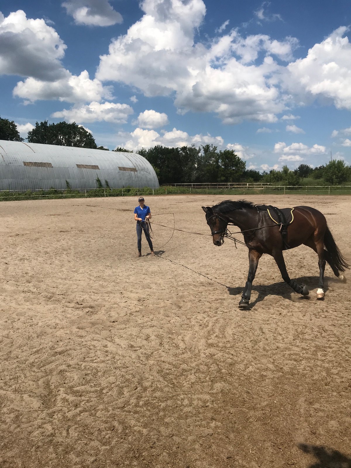 Horse lunge training session at Kharkiv outdoor equestrian arena