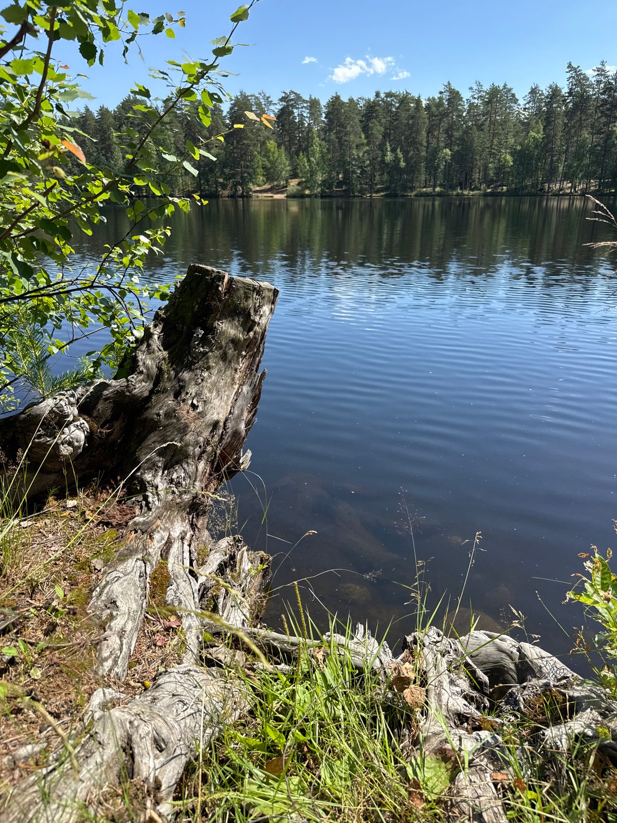 Summer morning at a pine-fringed lake in Orekhovo, Russia