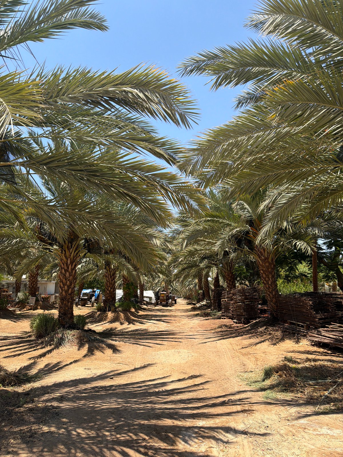 Date palms and desert wine: a morning at an Arava farm