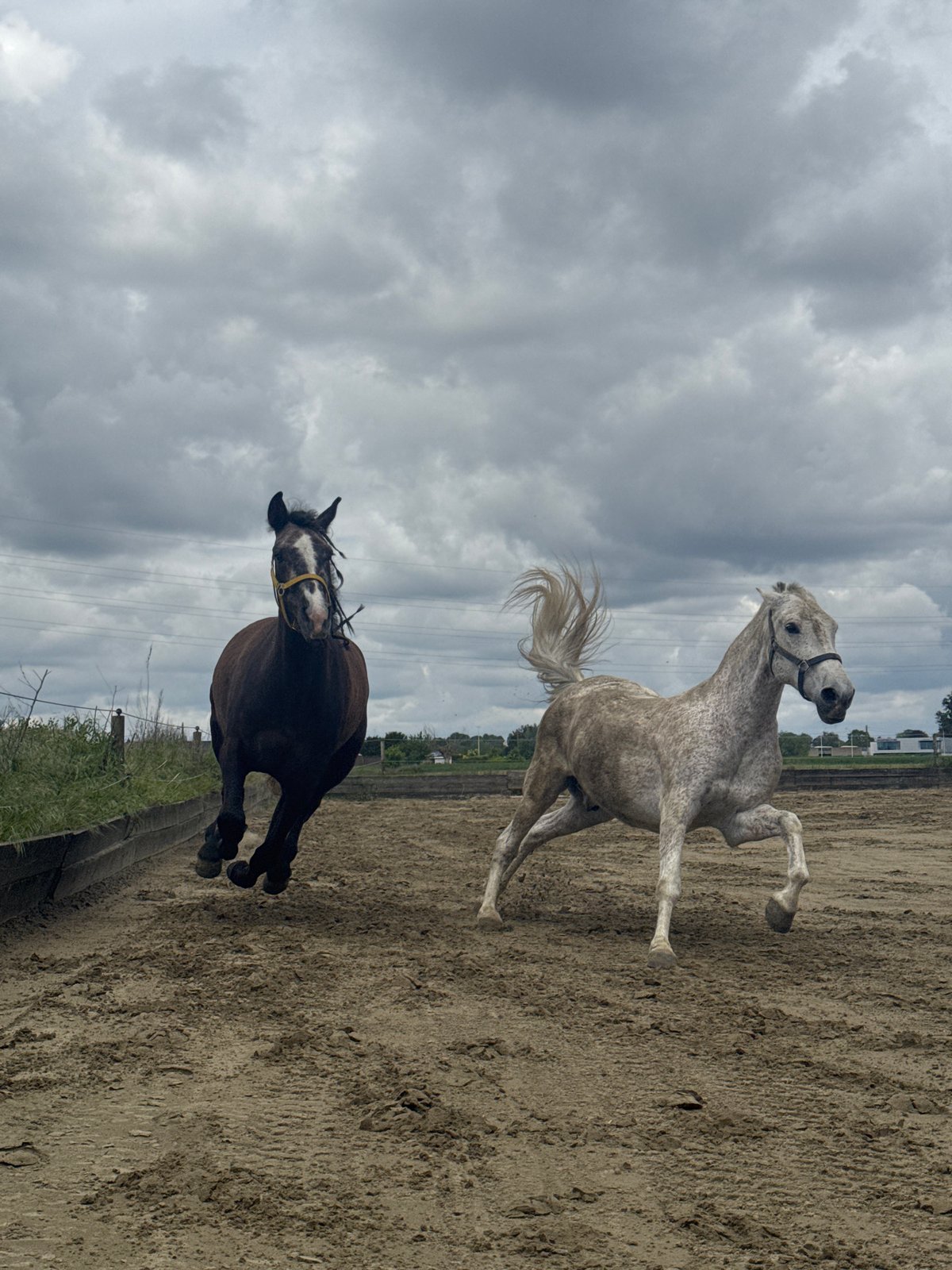 Horses observed at equestrian facility in Estaimpuis, Belgium