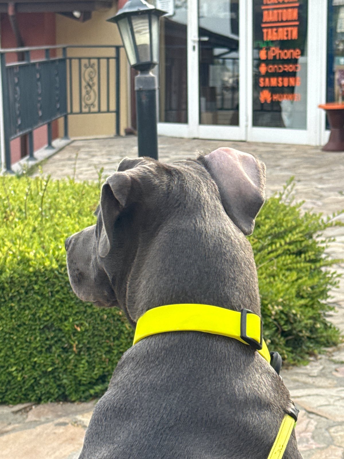 Grey dog in yellow harness spotted in Aksakovo