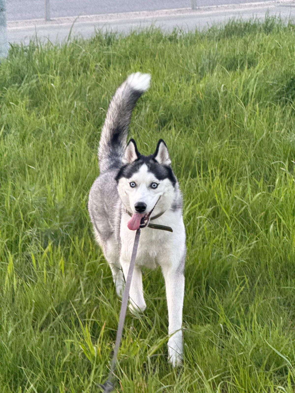 Husky enjoys playful walk near concrete path and sidewalk