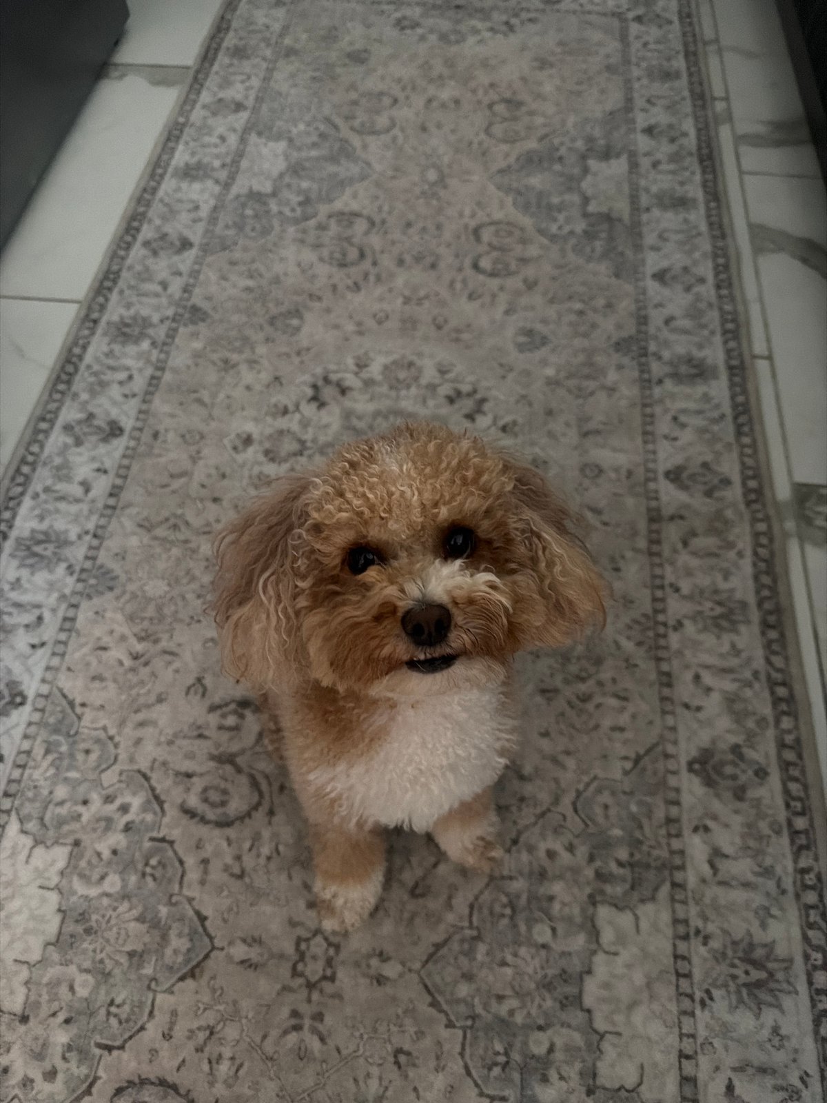 Poodle, drinks, and crystals on a quiet Boca Raton evening