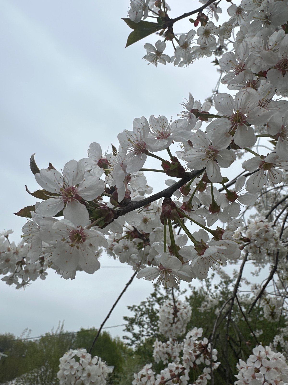 Spring morning walk documents blooming flowers in Nizhny Novgorod