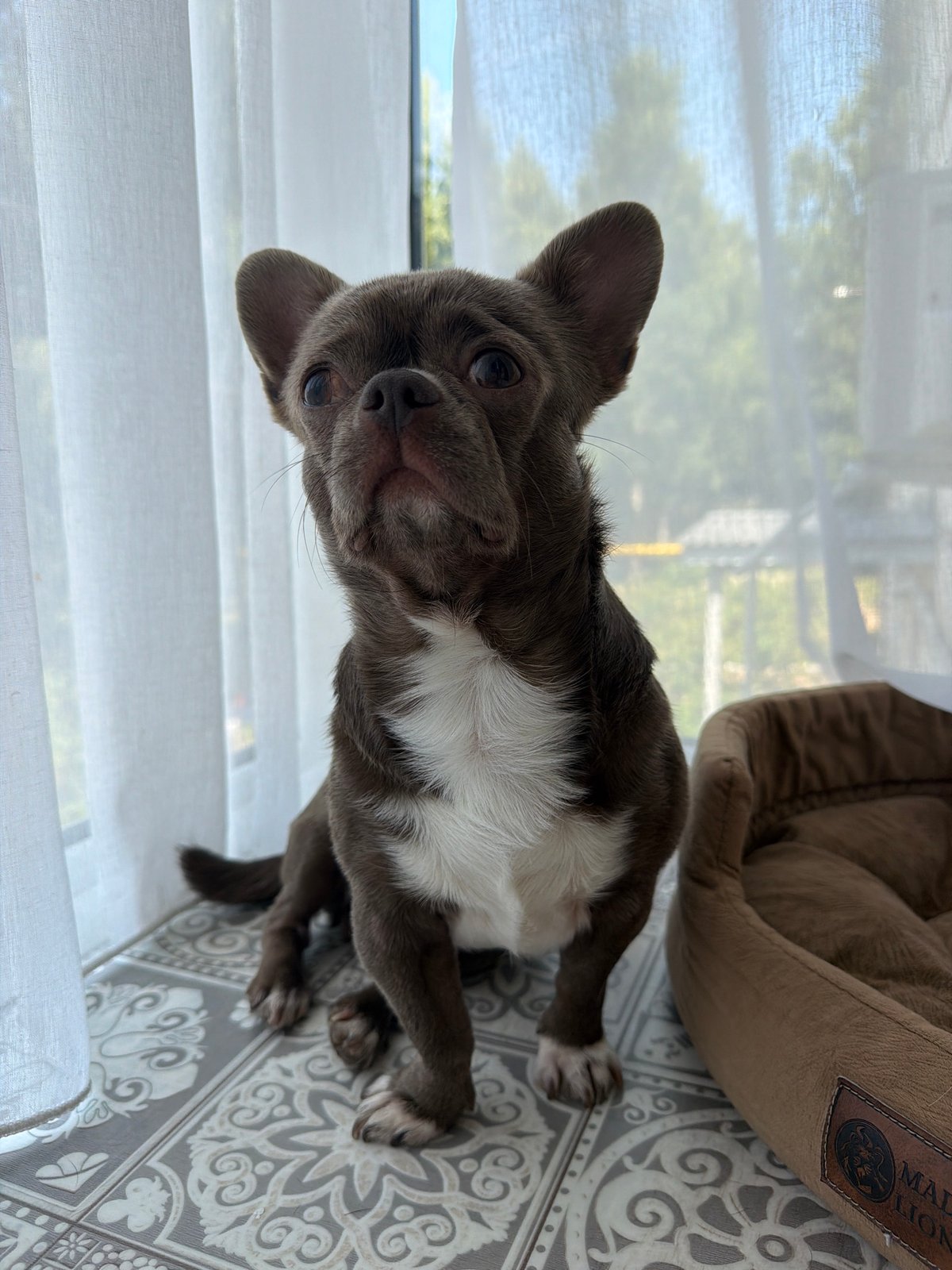 Chihuahua mix at home, plus a paddleboarding crew at the shore