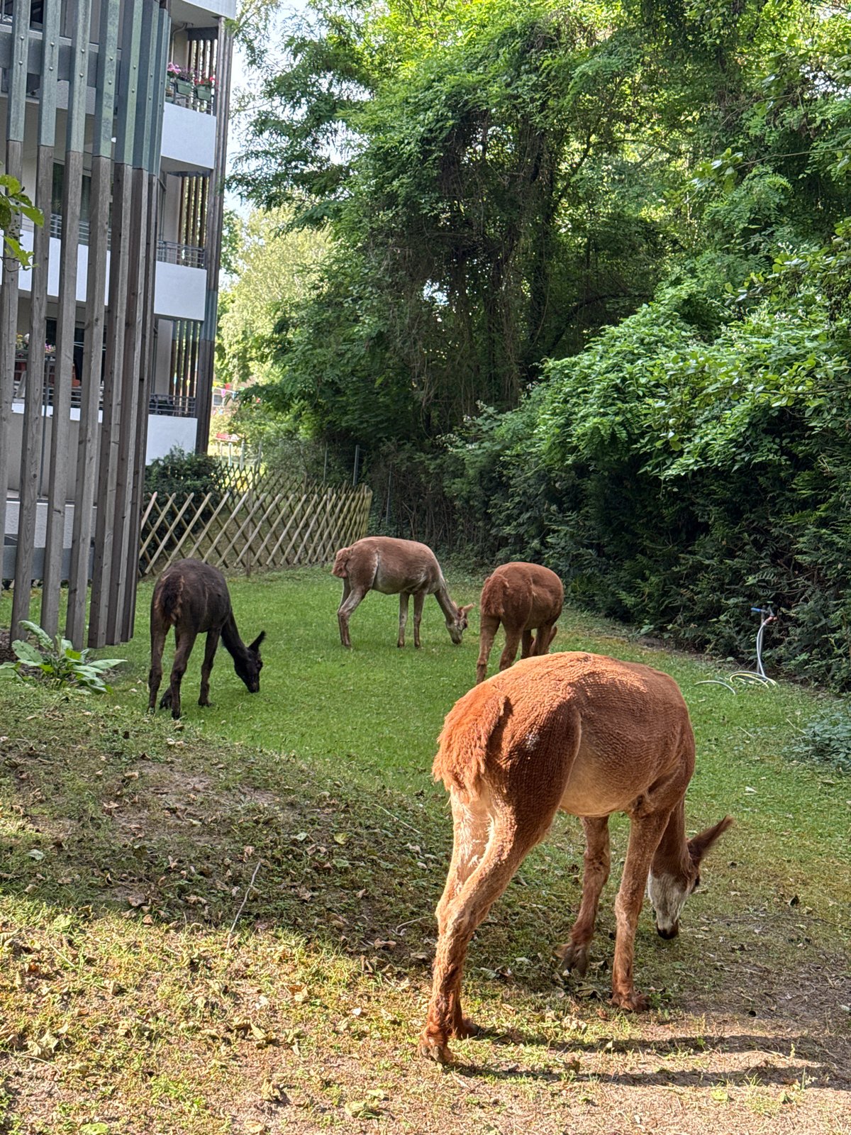 Alpacas graze near Berlin apartment building Wednesday morning
