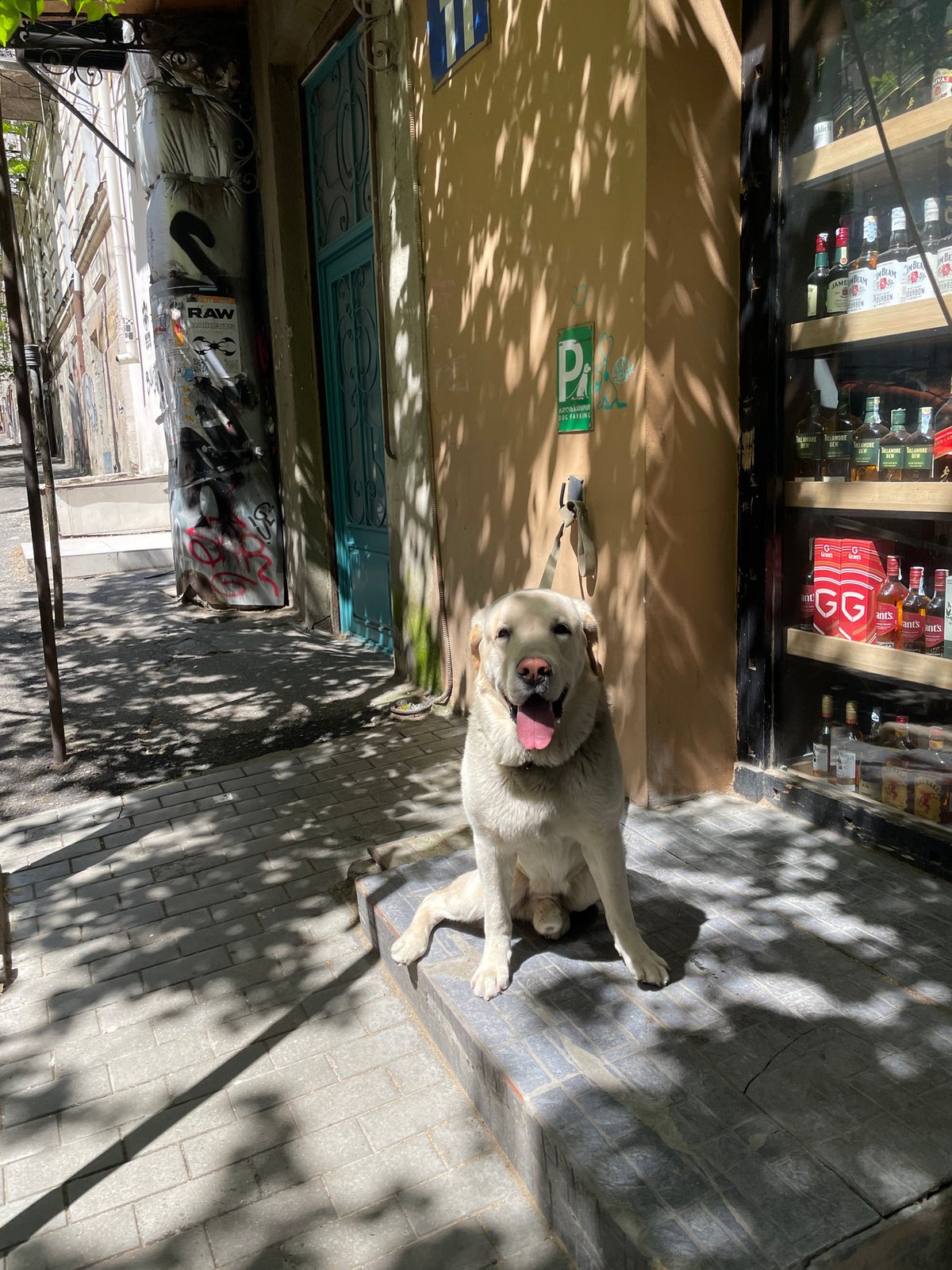 White dog spotted at Tbilisi street market Friday morning