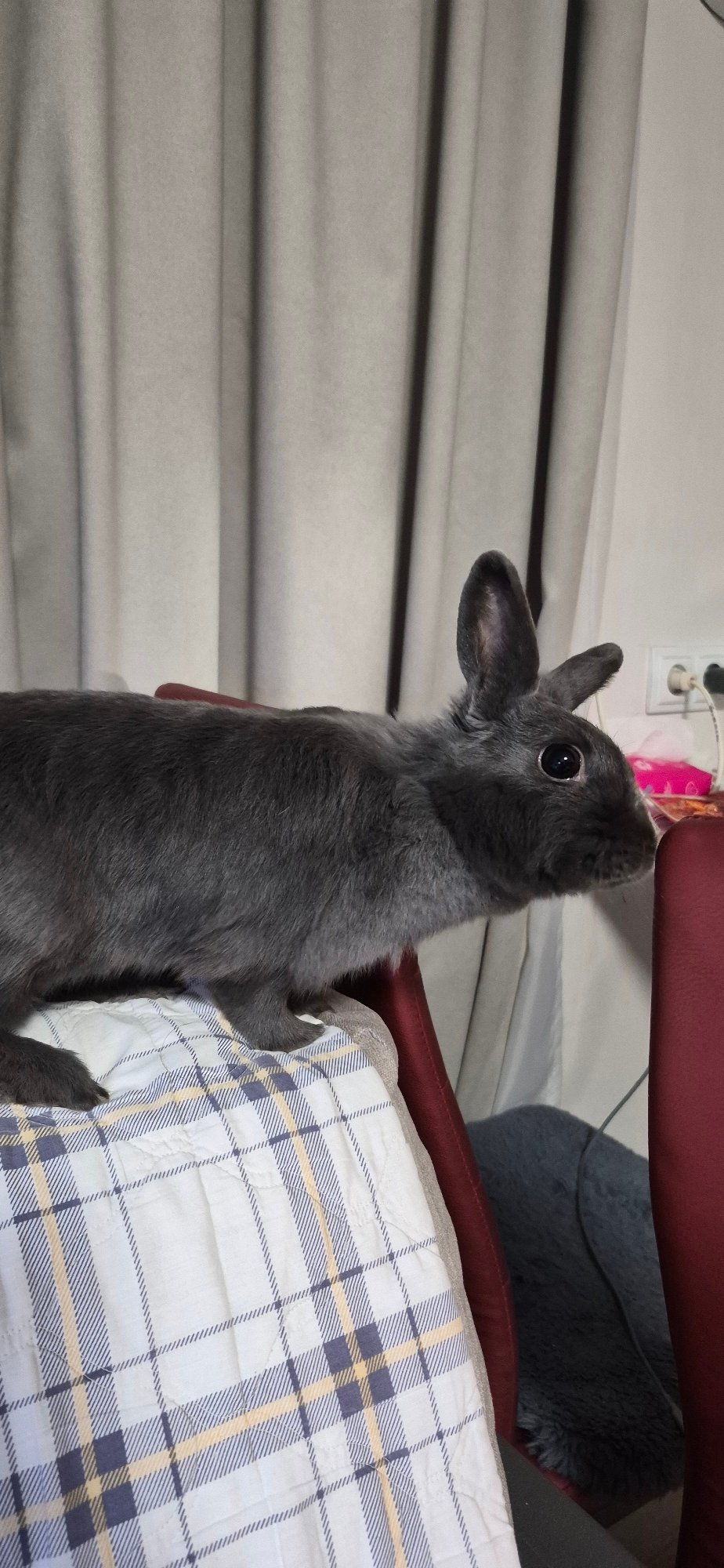 Grey rabbit at home in Ussuriisk, very chill