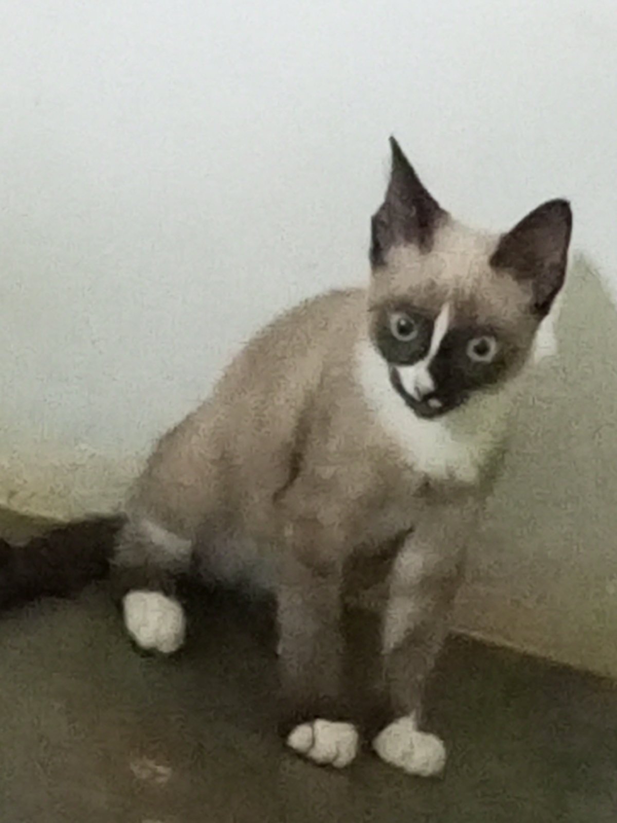 Siamese cat and silver crucifix observed in La Tagua home