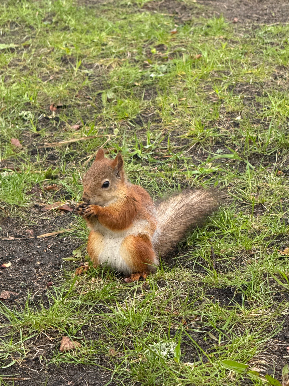 Squirrel feeds in Saint Petersburg park amid urban setting