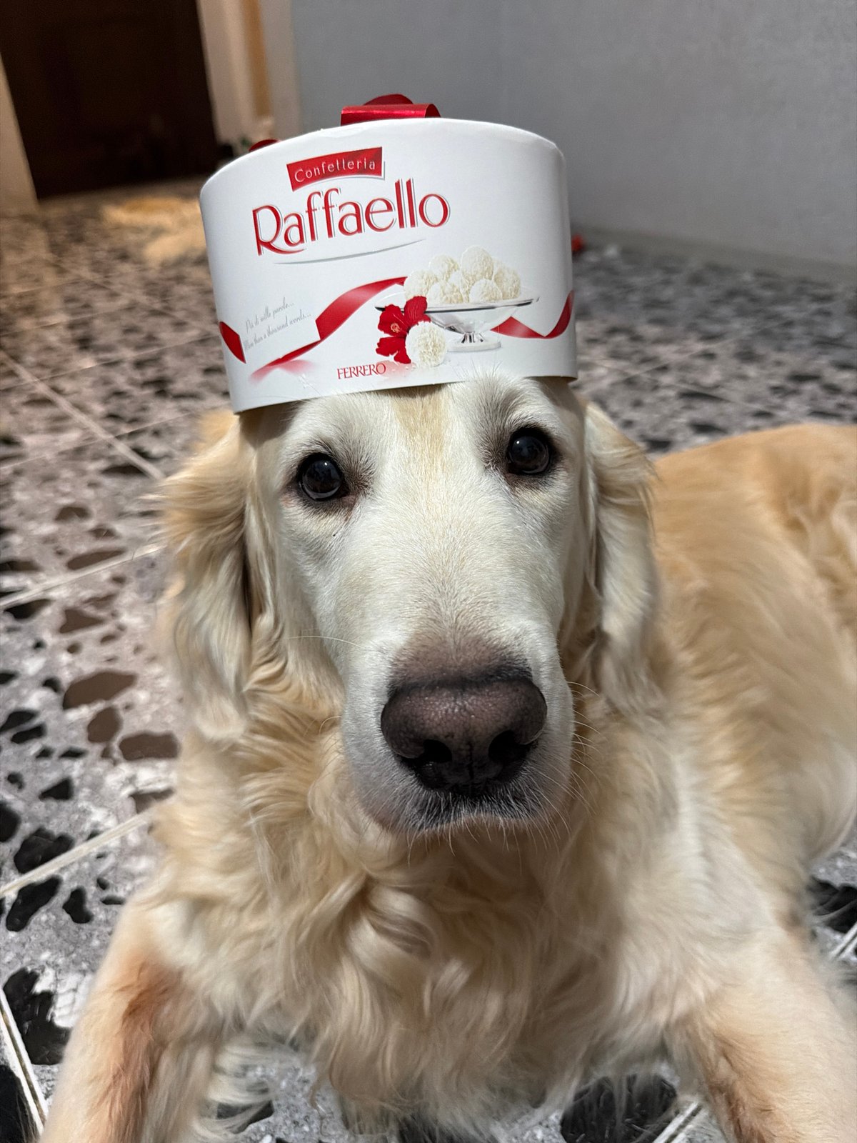 Golden Retriever photographed indoors in Tbilisi, Georgia