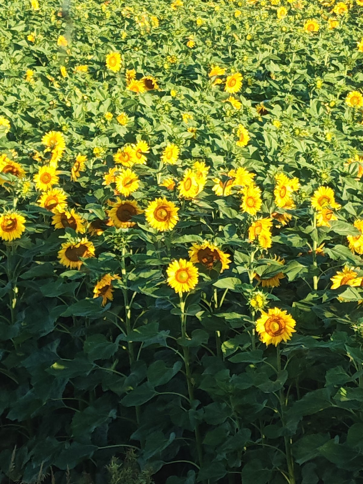 Sunflower field in full bloom near Samara, Russia