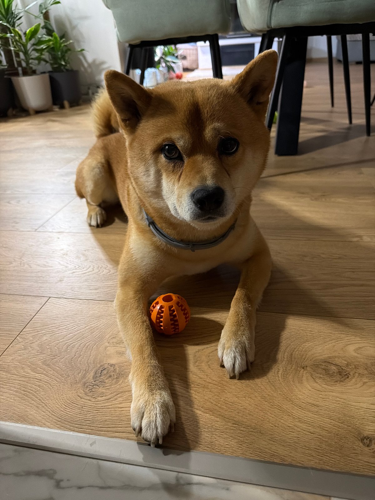 Shiba Inu plays and rests at Bulgarian home
