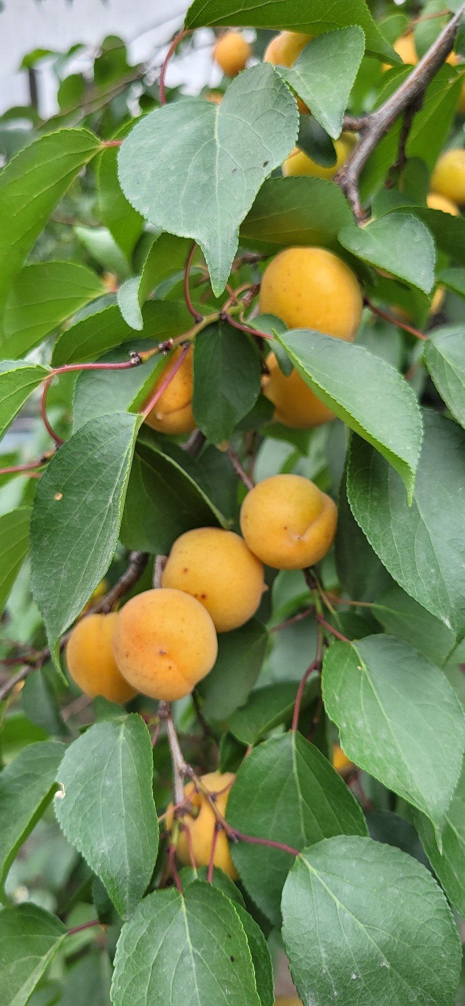 Taldykorgan garden in peak summer bloom, fruit and flowers