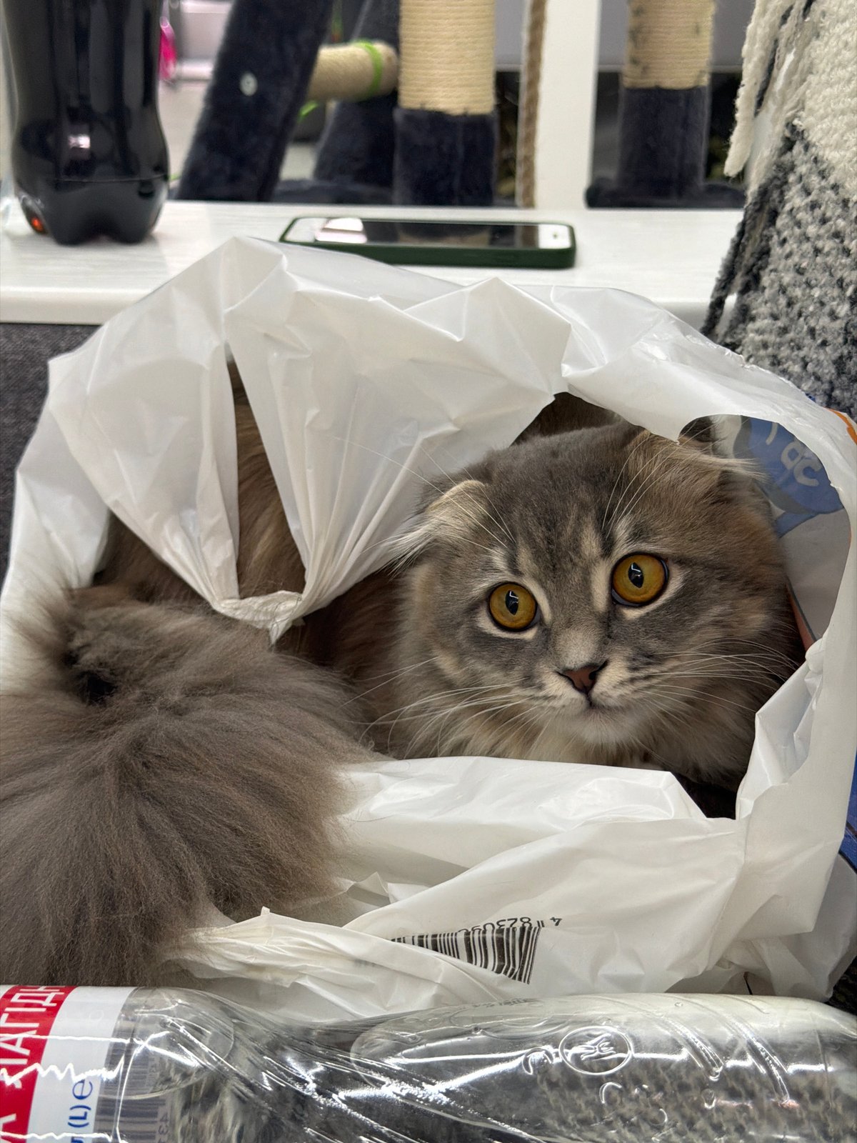 Grey cat peeks out from a plastic bag in Vovchynets