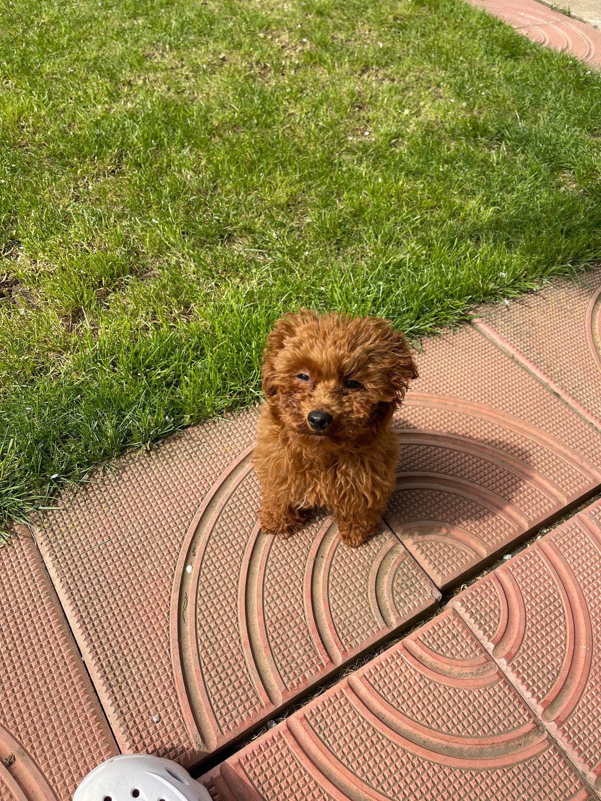 Sofia resident documents morning playtime with poodle and cat