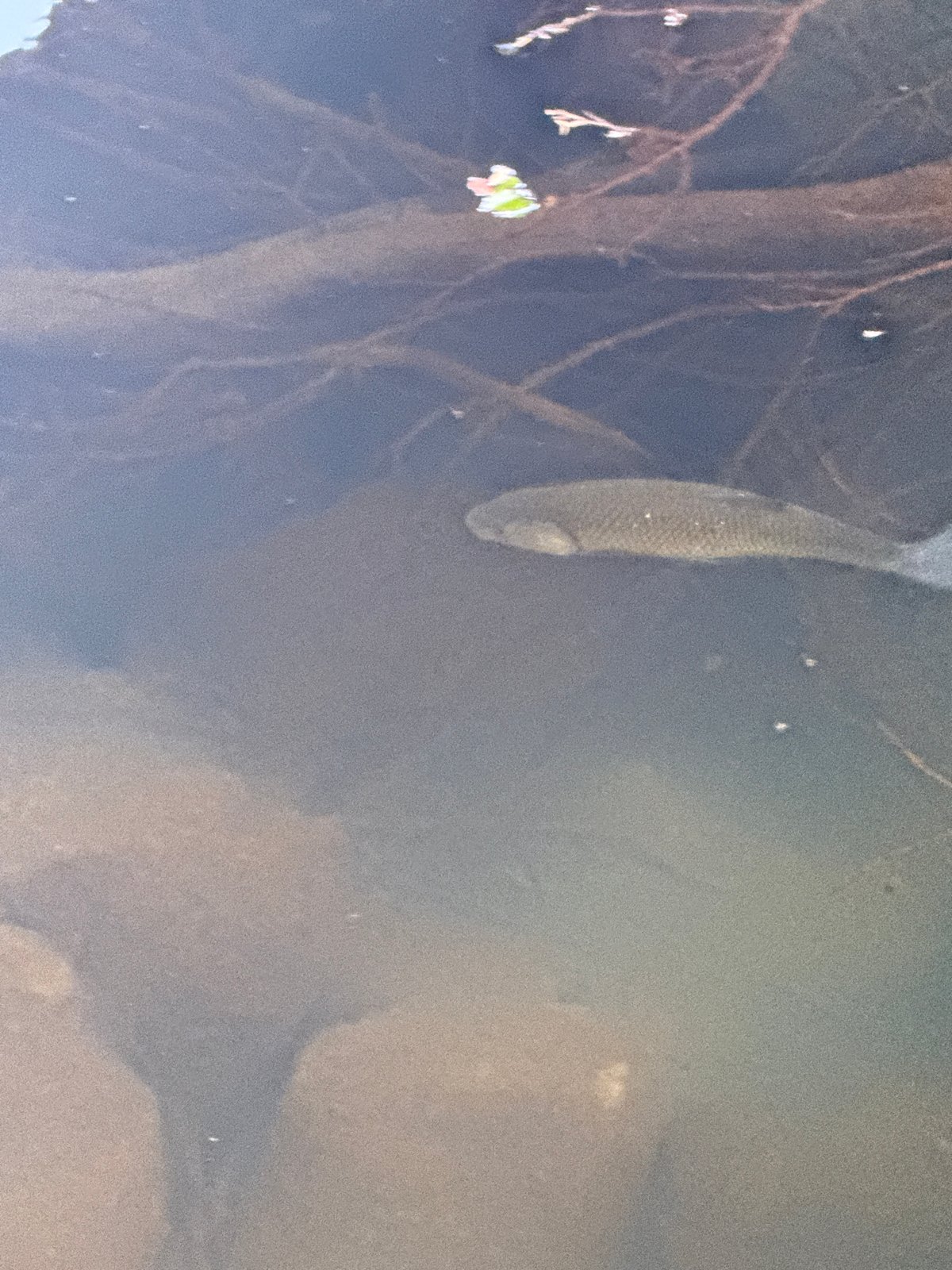Wildlife and street details from Virpazar's waterways