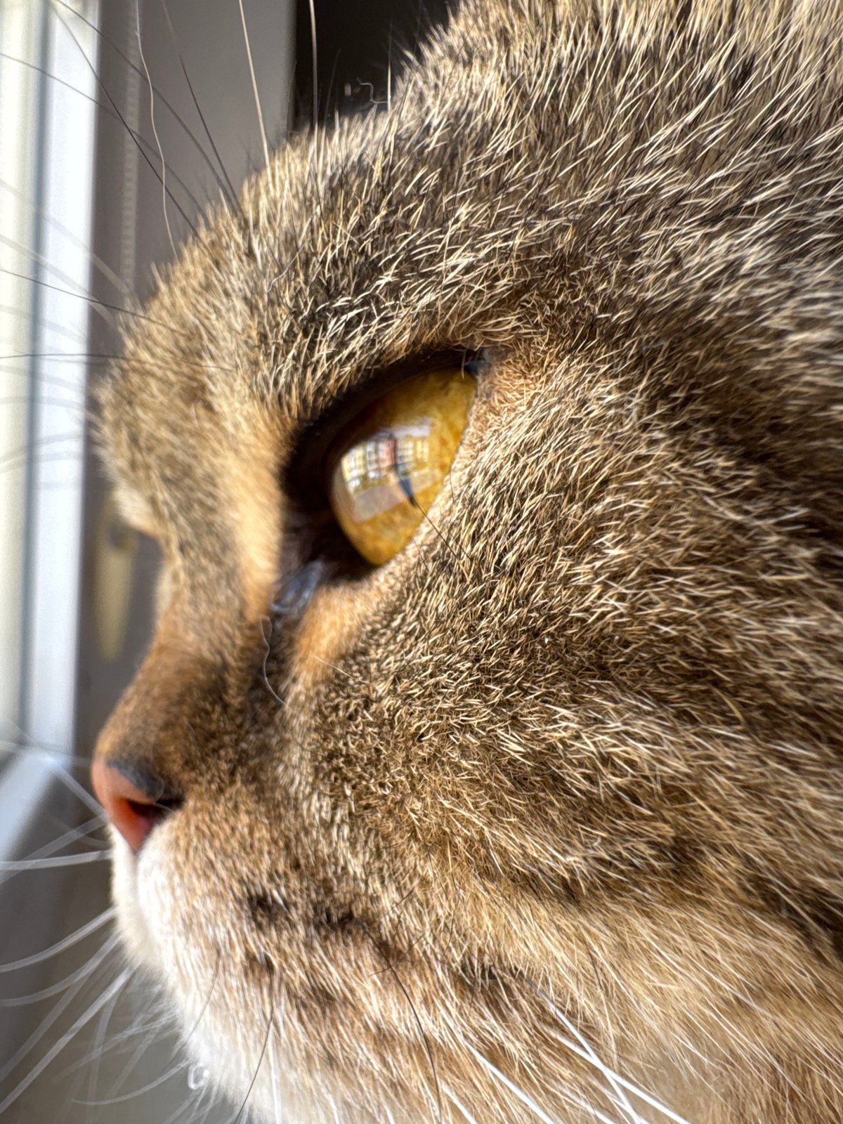 Pet portraits and street scenes from a Mikhaylovsk morning