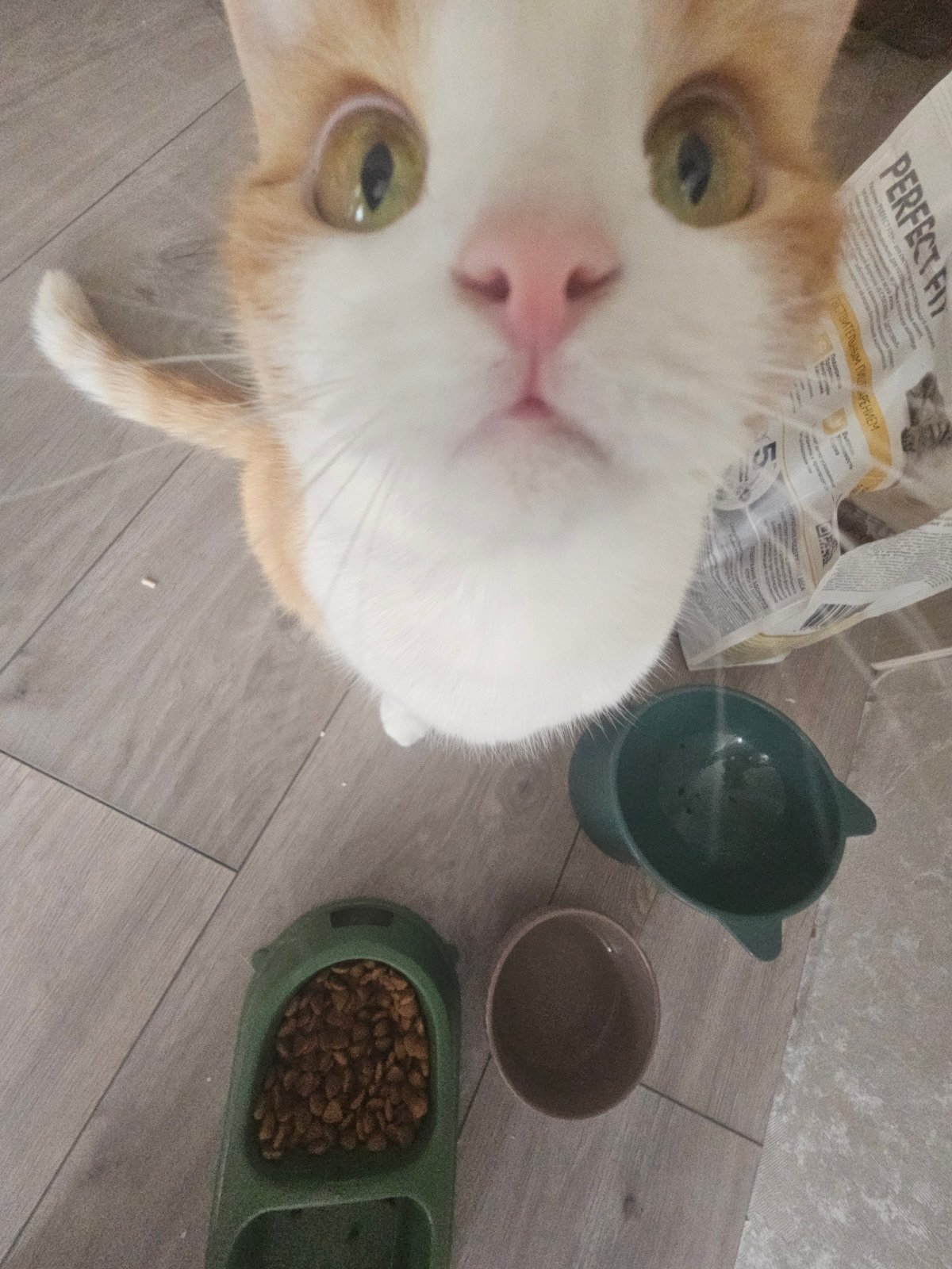 Ginger cat at home in a Tosno residential neighborhood