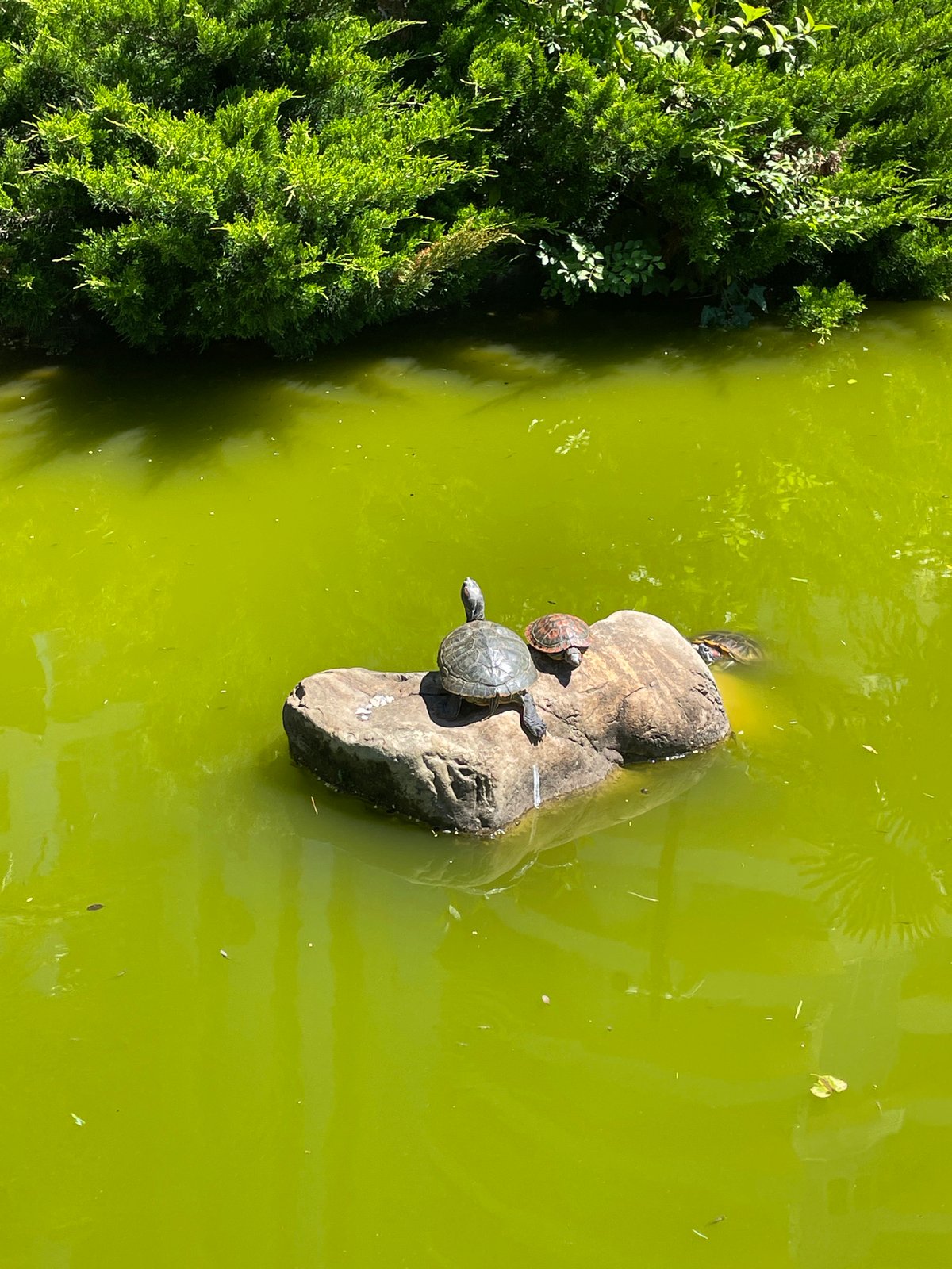 Morning visit to Japanese garden in Sochi captured by witnesses