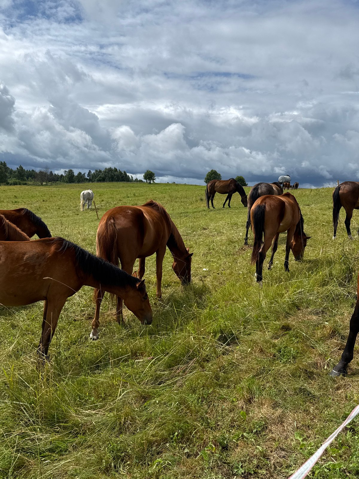 Horses graze and roll in Lithuanian pastures on a cloudy morning.