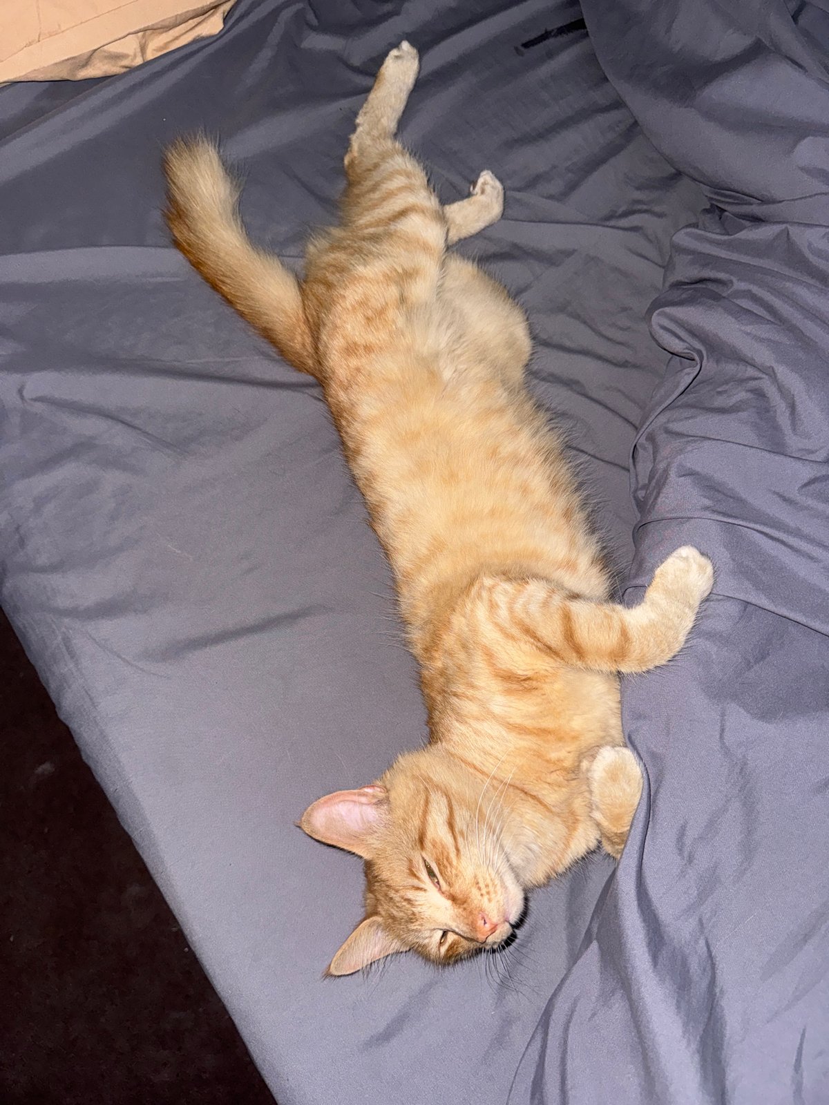 Orange tabby cat sleeps peacefully in Arica, Chile