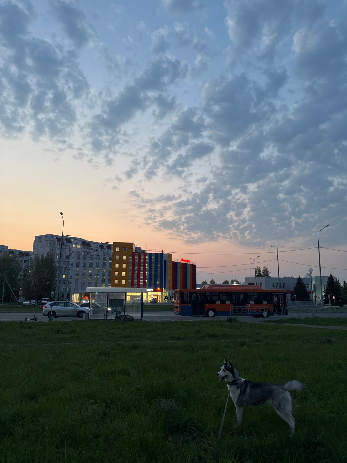 Woman walks husky dog in city during twilight
