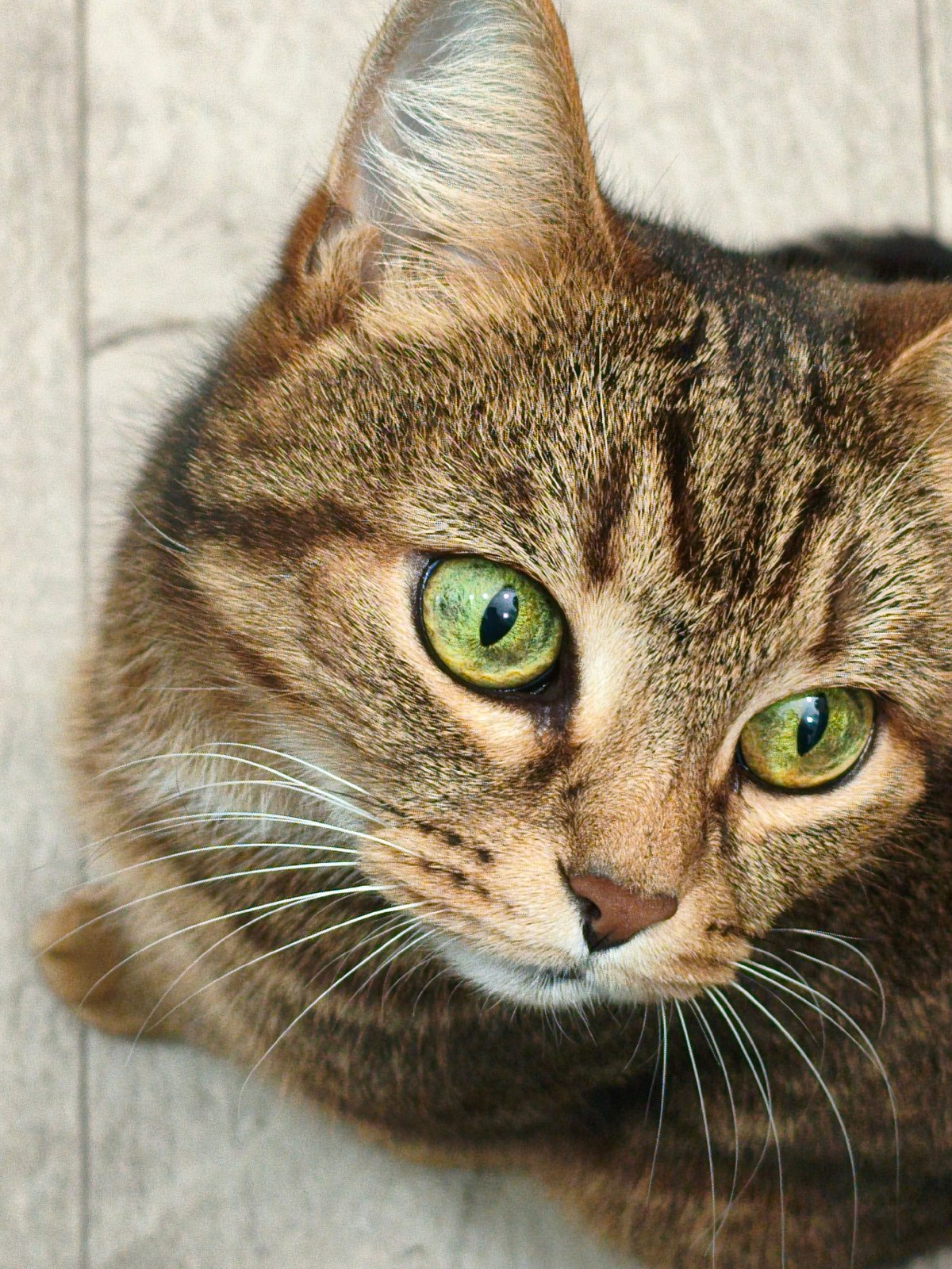 Orenburg resident documents four hours of domestic life with cats