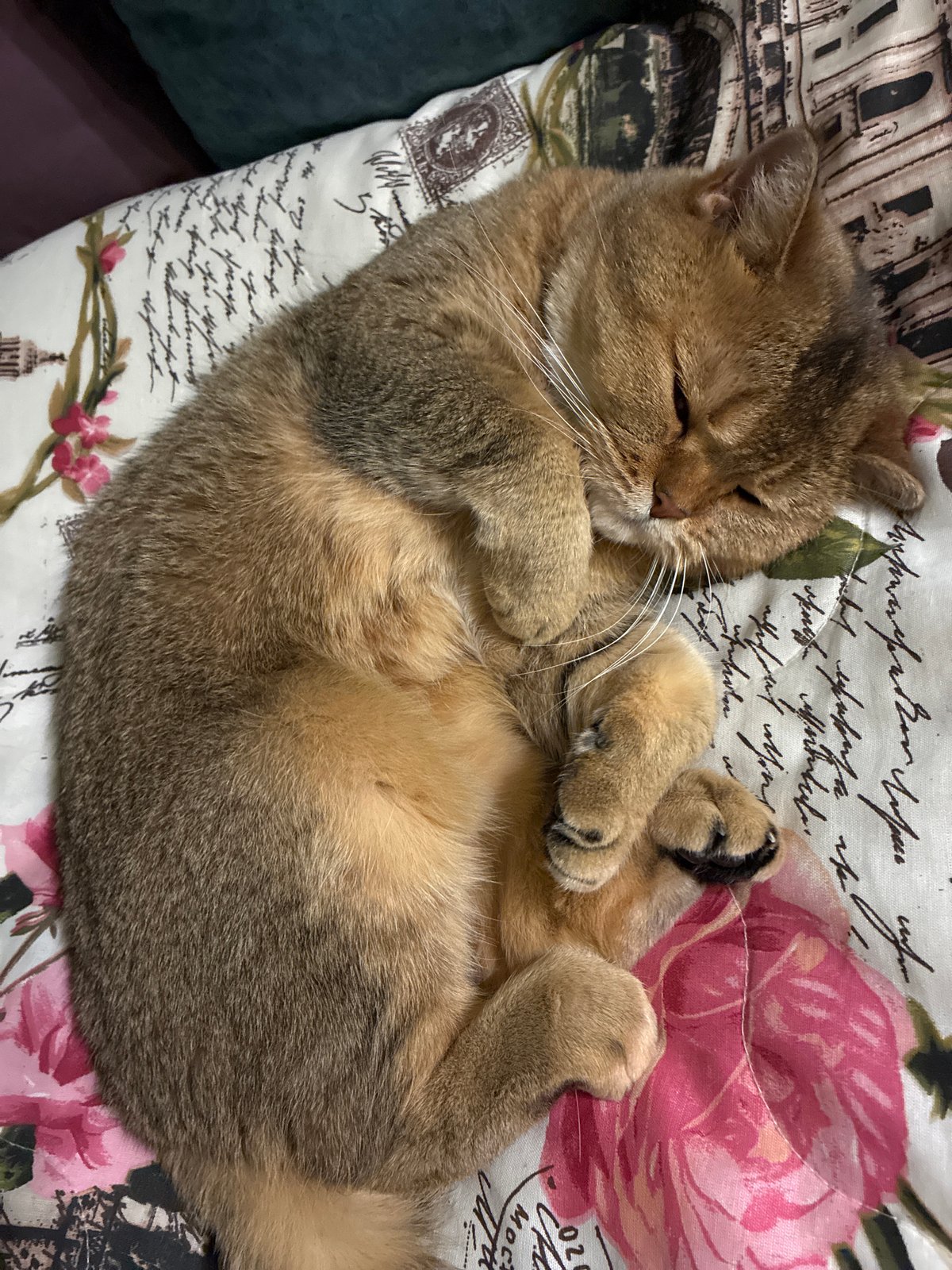 Cats spotted resting in Moscow homes Friday evening