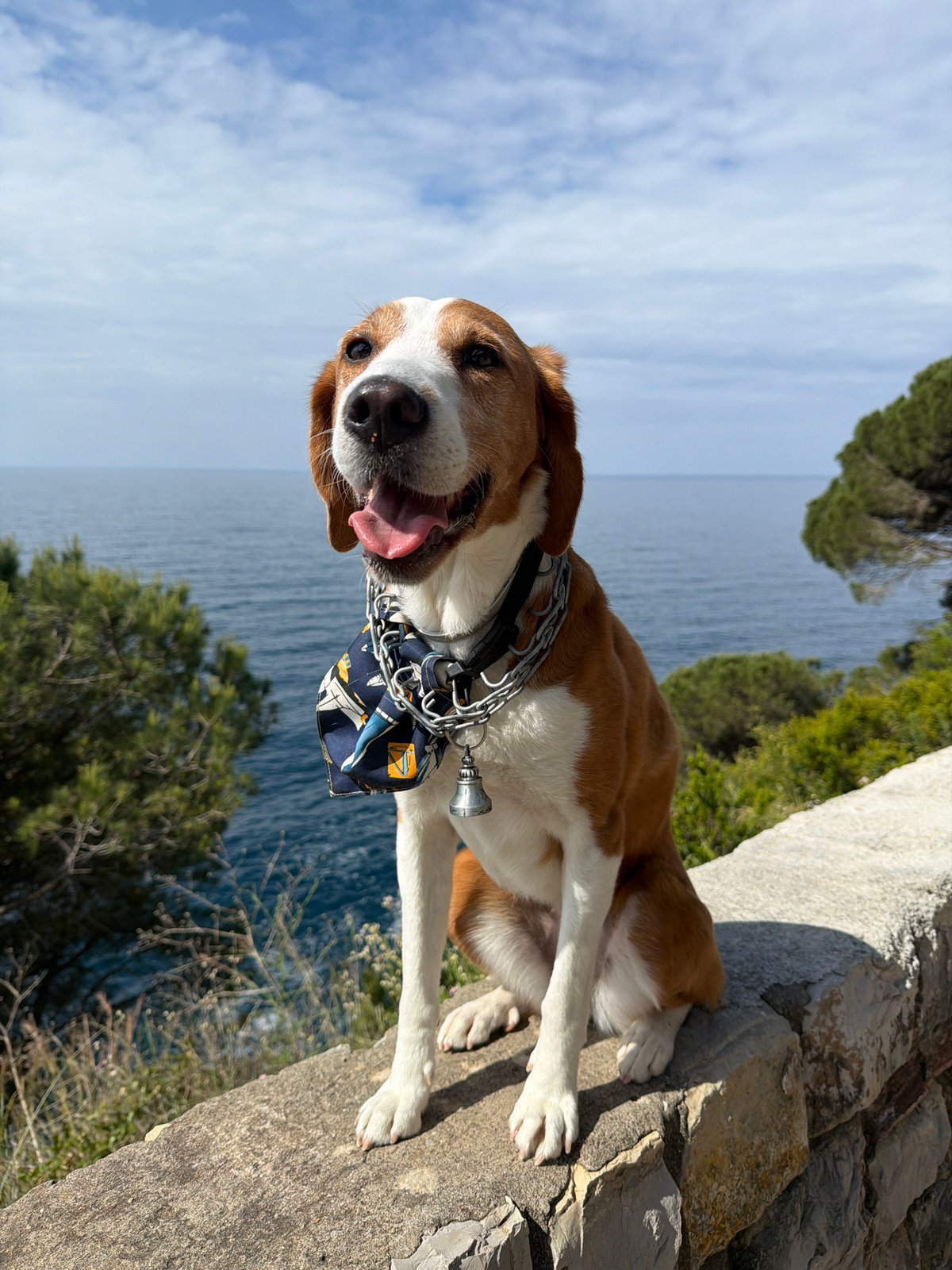 Dog rests by seaside as waves crash in Montenegro