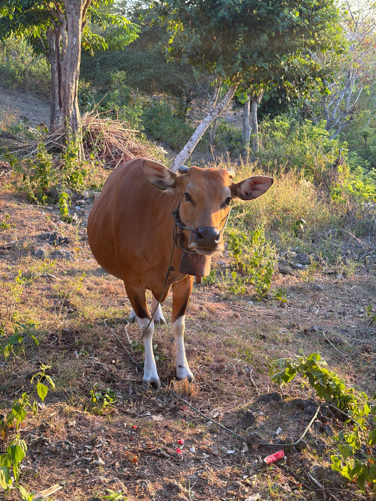 Hand-feeding watermelon to a bell-wearing cow in Kuta Selatan