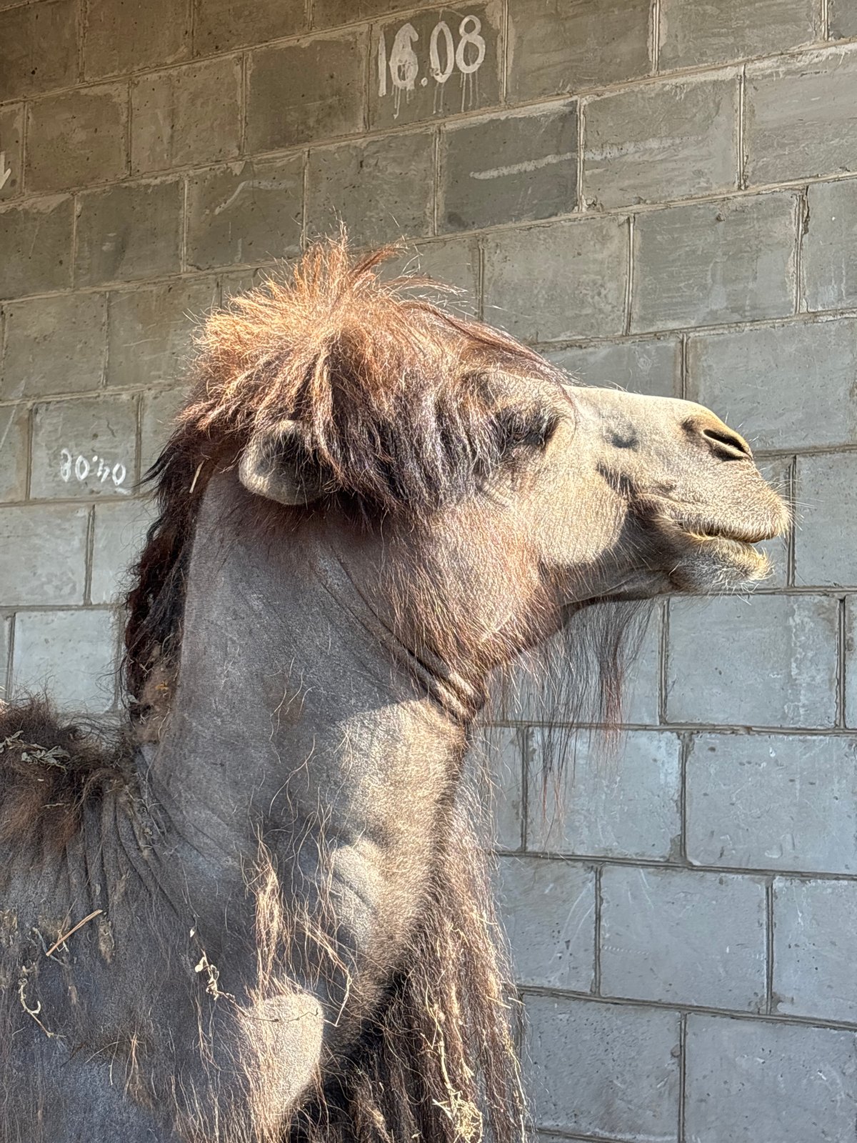 Bactrian camels observed resting in Perm enclosure